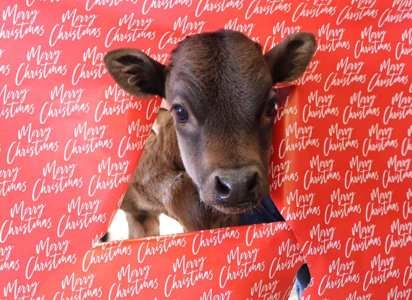 Canon EOS R7 RF-S18-150mm F3.5-6.3 IS STM Lens Kit, Mirrorless Vlogging Camera, 32.5 MP Image Quality, 4K 60p Video, DIGIC X Image Processor, Dual Pixel CMOS AF, Subject Detection, Content Creators customer photo 2