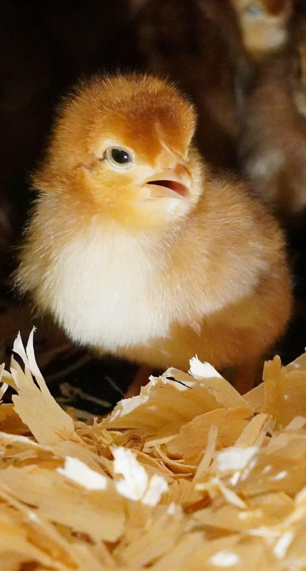 Sony E PZ 10-20mm f/4 G Lens customer photo 1