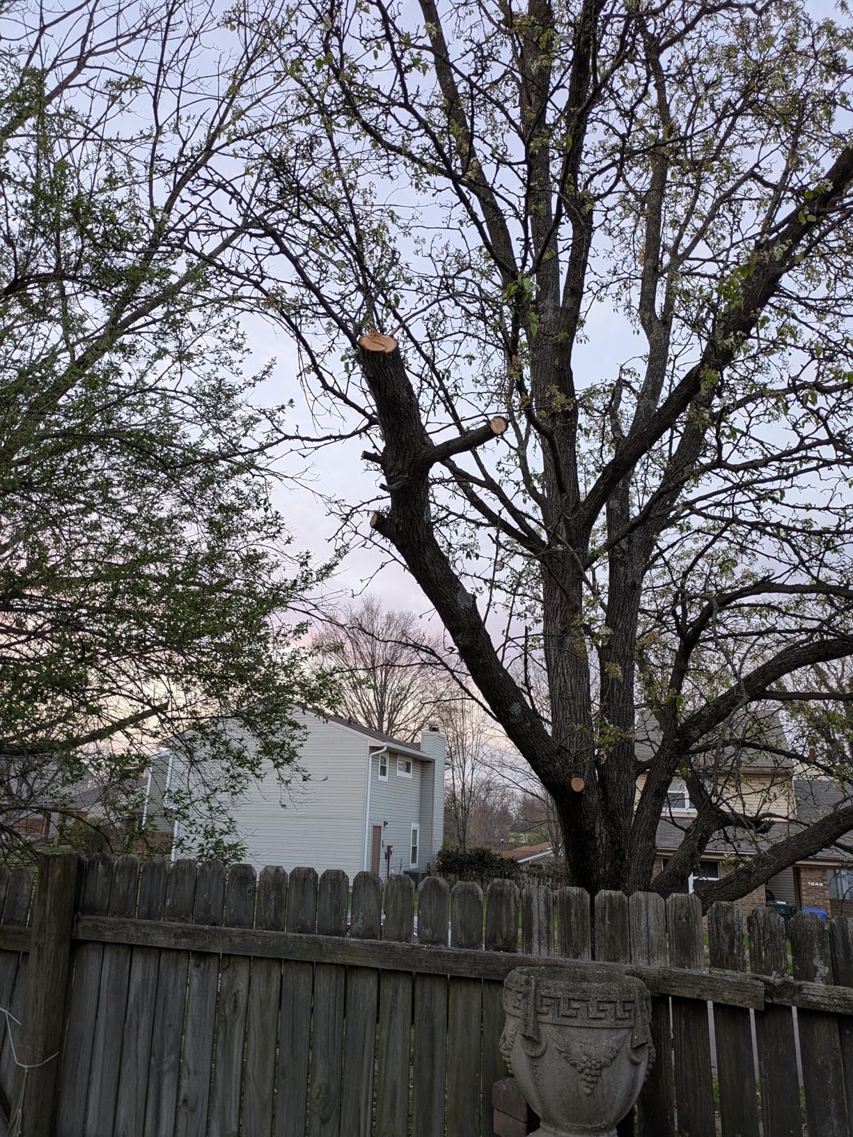 Seesii Mini Chainsaw, 6-inch Mini Chainsaw Cordless, Handheld Electric Power Chain Saw with 2 Batteries, for Tree Trimming Wood Cutting, Best Gifts for Father, Dad, Husband, Men customer photo 2