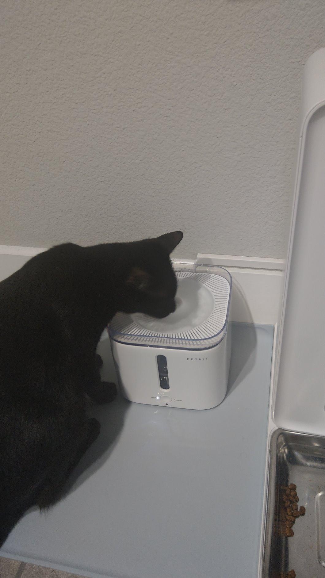 PETKIT EVERSWEET Solo 2 Cat Water Fountain with Pump, Ultra Quiet 70oz/2L Pet Water Fountain for Cats and Dogs Inside, 3 Working Modes, Visualization Window, (App Control) customer photo 2