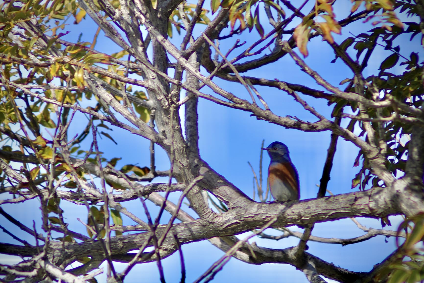 Victiv Camera Tripod, 72