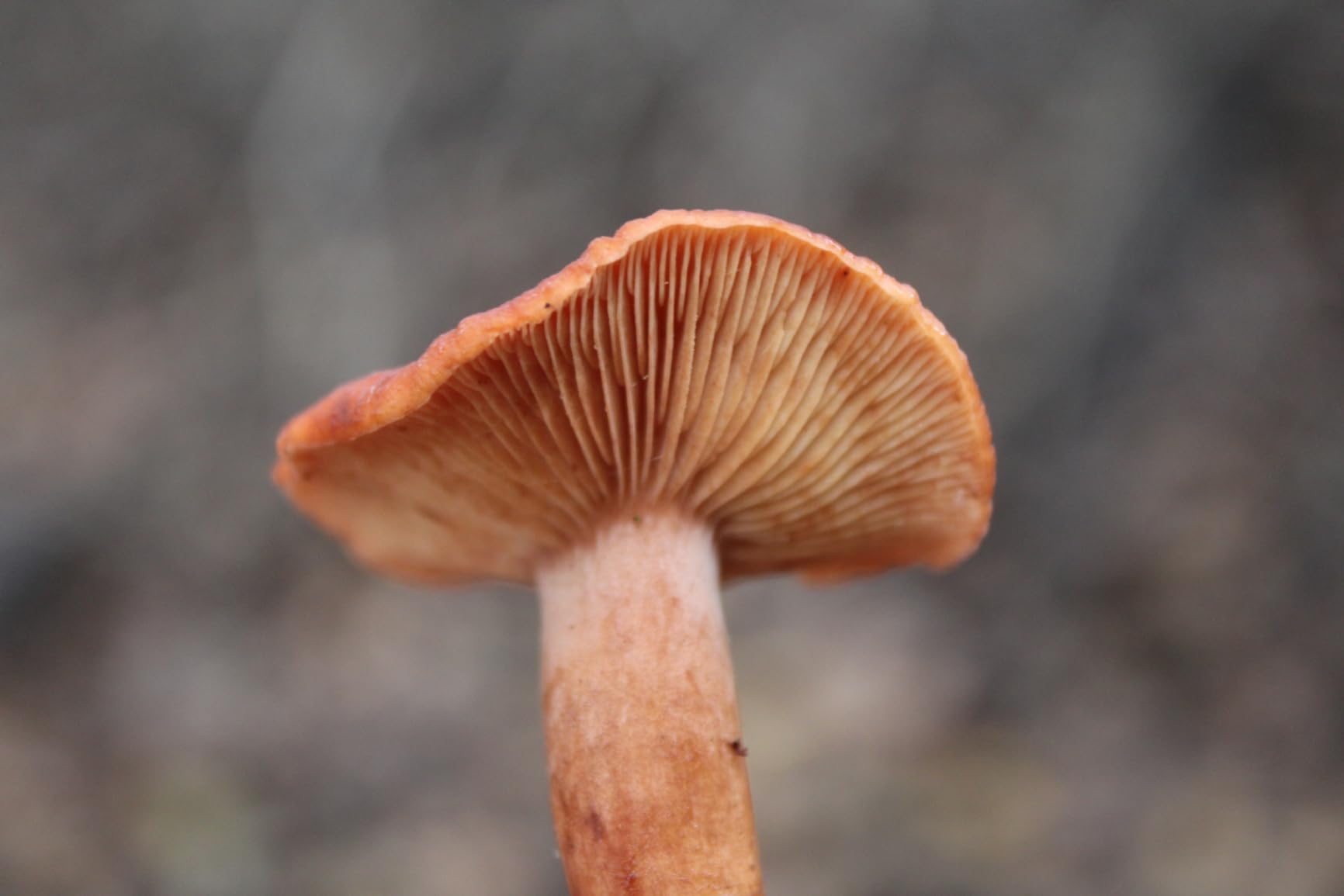 Victiv Camera Tripod, 72