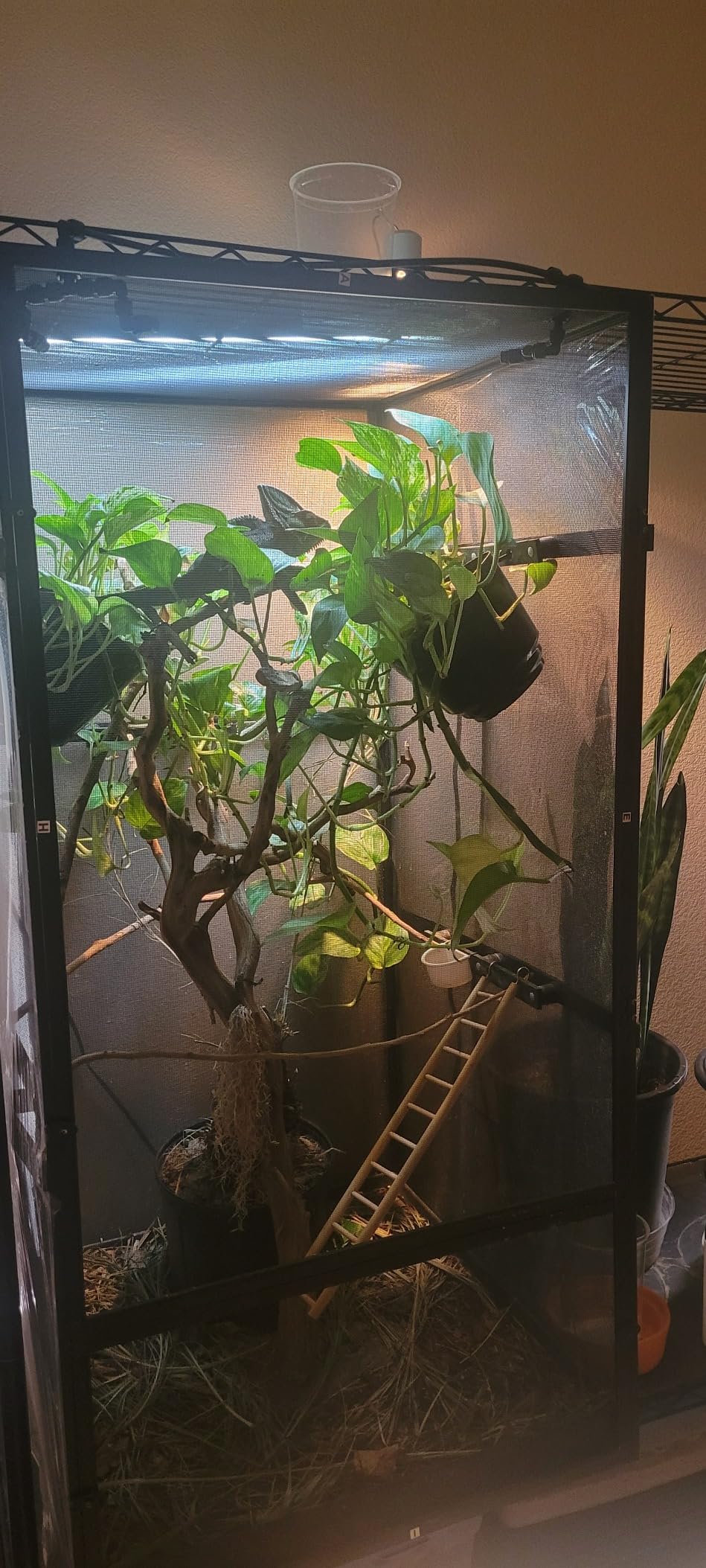 REPTI ZOO 2 Pack Heat Lamp 100W, Intense Basking Spot Simulated Natural Sunlight Heating Lamp Bulb, Heat Emitter UVA Heat Lamp Bulb for Reptile Chickens Pet Brooder customer photo 2