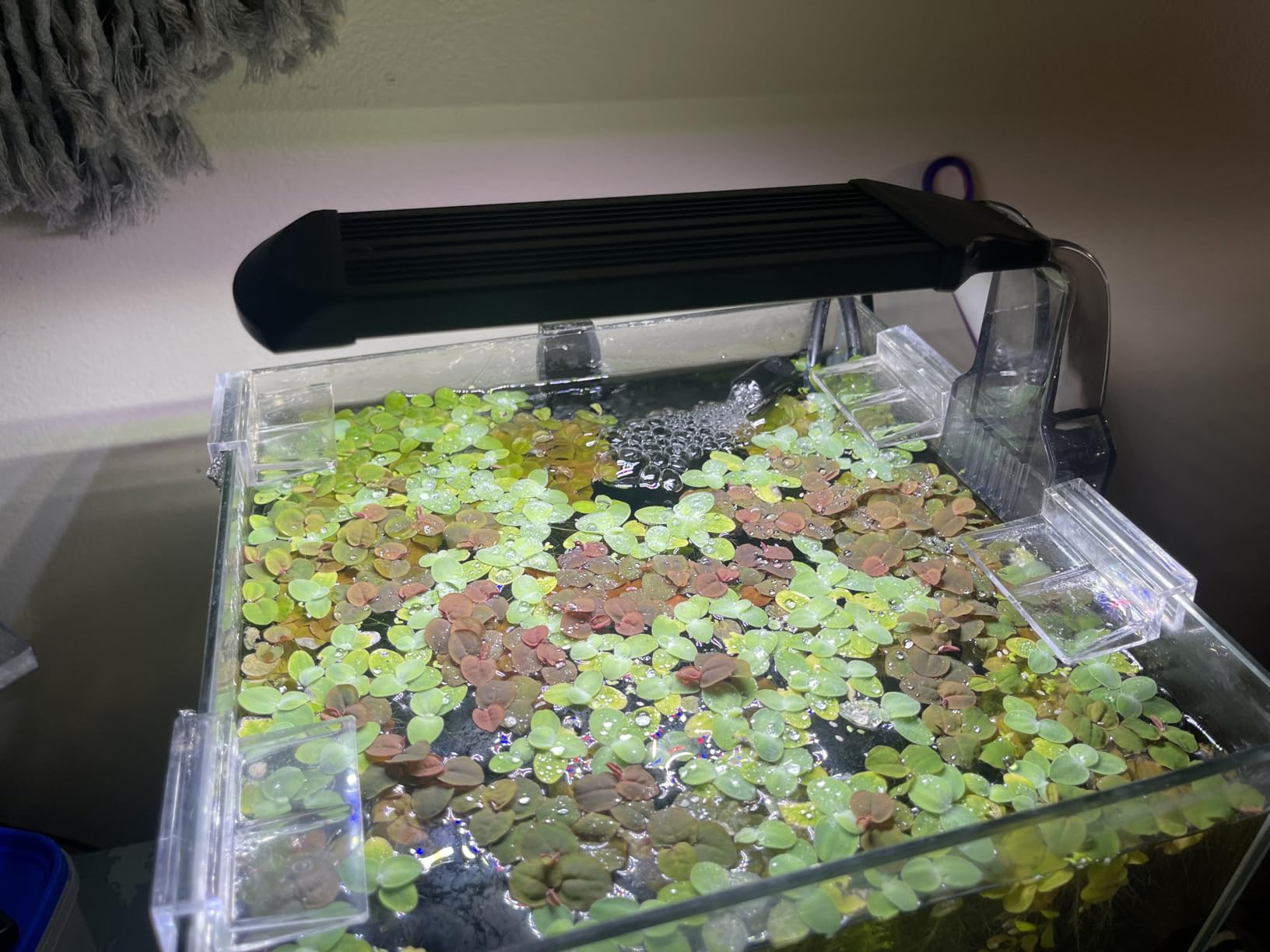 NICREW Marine Clip on Aquarium Light, Saltwater Fish Tank Light for Coral Reef Tanks with LCD Timer, 2 Lighting Modes customer photo 1