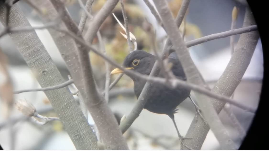 12x56 High Power Monocular Telescope for Adults | Comes with Smartphone Adapter Tripod Travel Bag | Bird Watching Hunting Hiking Camping Gift - Green customer photo 2