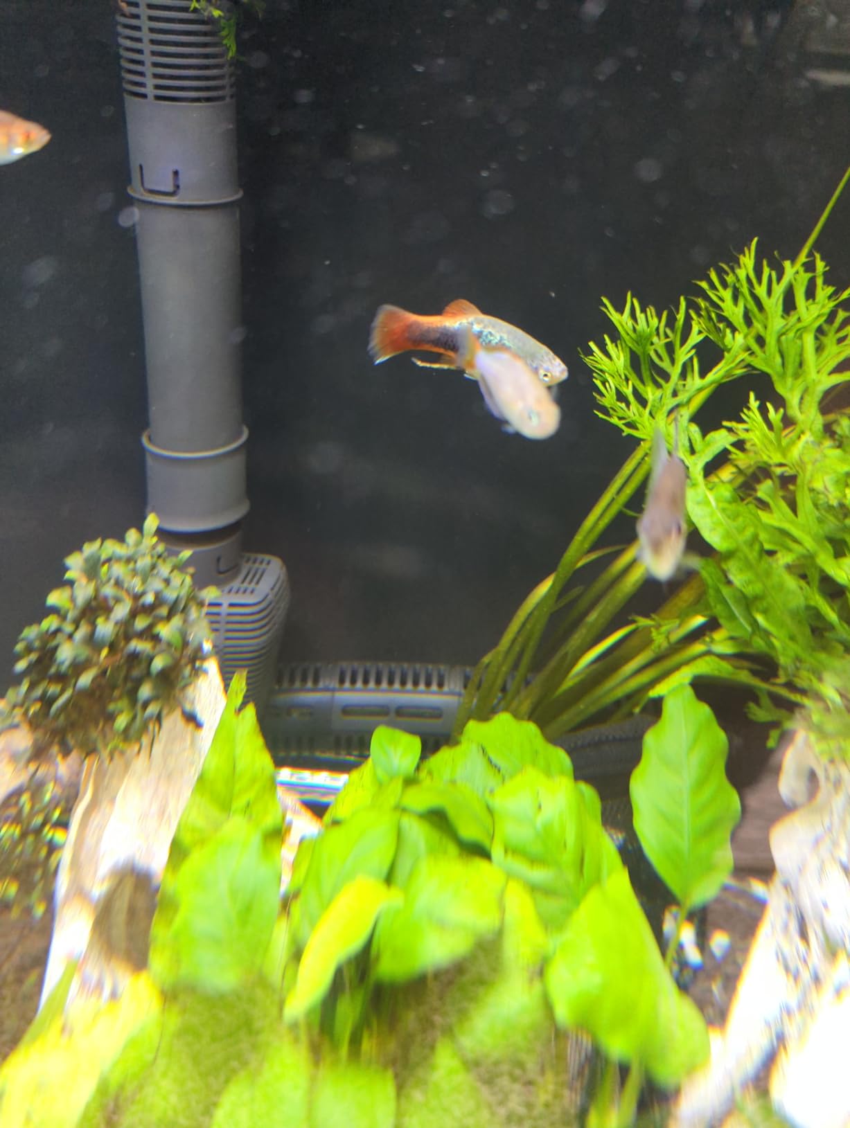 HiTauing Aquarium Heater, 300W Fish Tank Heater with LED Digital Display & 5 Safety Protection, Submersible Aquarium Heater for 40-75 Gallon Fish Tank customer photo 2