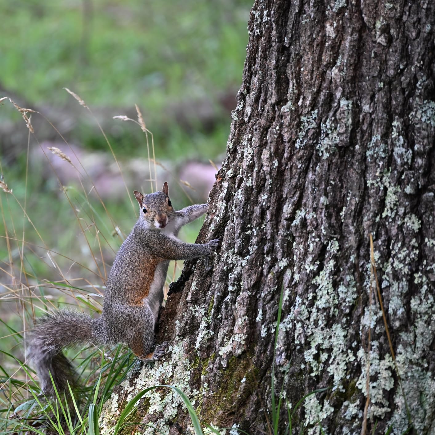Tamron 70-300mm F/4.5-6.3 Di III RXD for Nikon Z Mirrorless Cameras (Model A047Z) customer photo 1