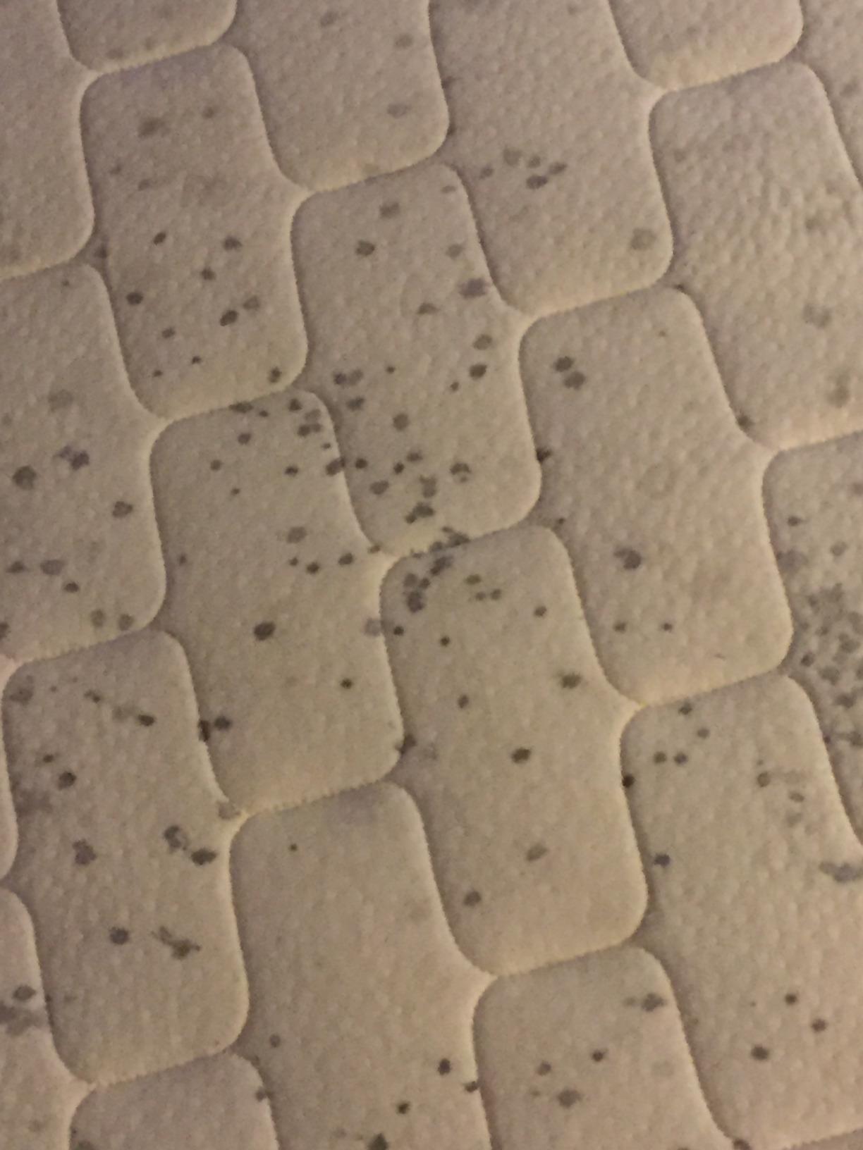 Latex for Less 2-Sided Natural Latex Mattress 7