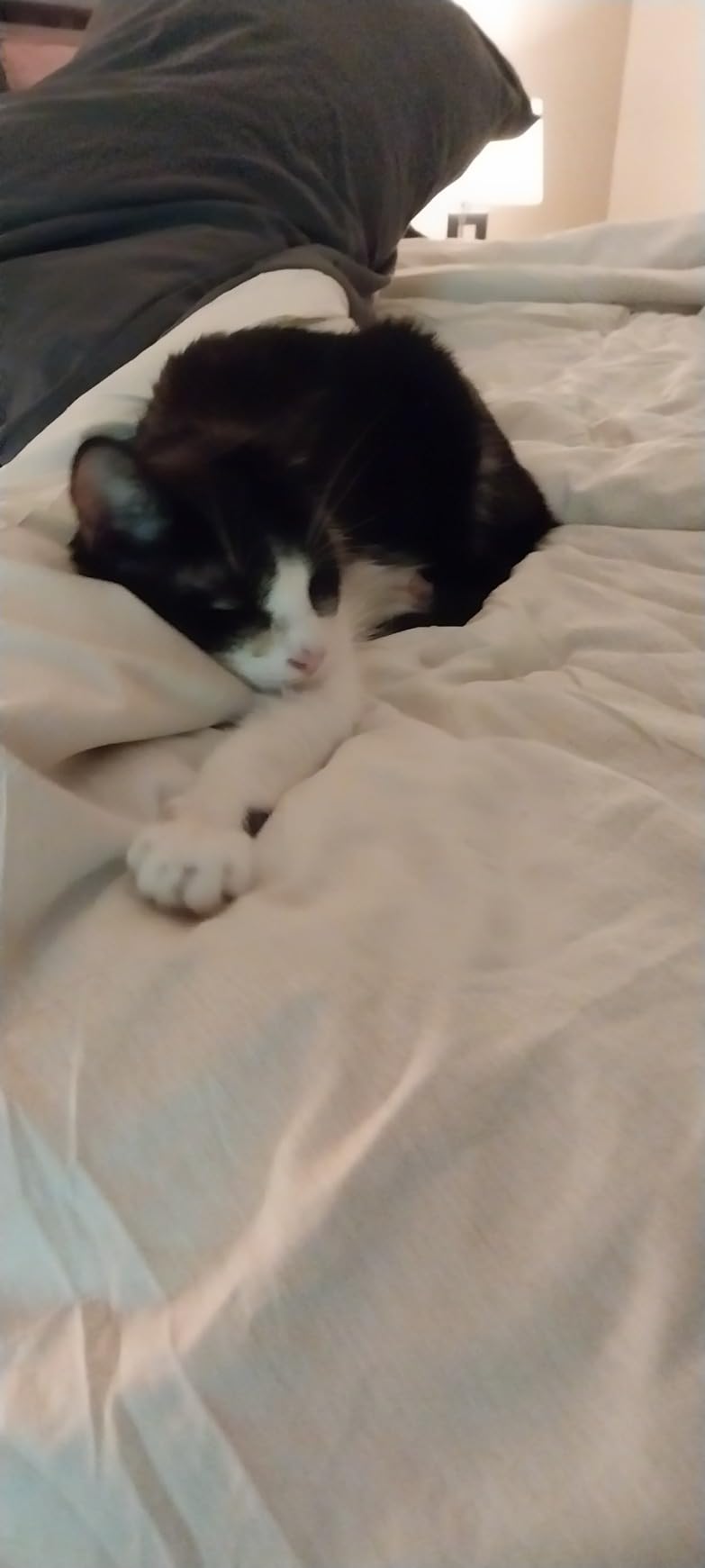 Bedsure Queen Comforter Set - Cooling and Warm Bed Set, Charcoal Black Reversible Bedding for All Season, 3 Pieces, 1 Queen Size Comforter (88