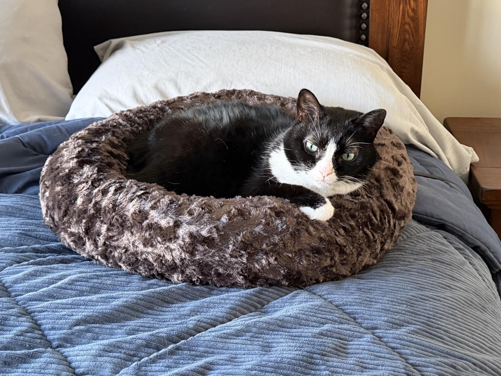 Heated Pet Beds for Indoor/Outdoor Cat & Dog Orthopedic Foam Warming Cat Beds Auto Temperature Control, Washable Cover with Waterproof Liner Thermo Kitty Electric Heating Bed customer photo 1