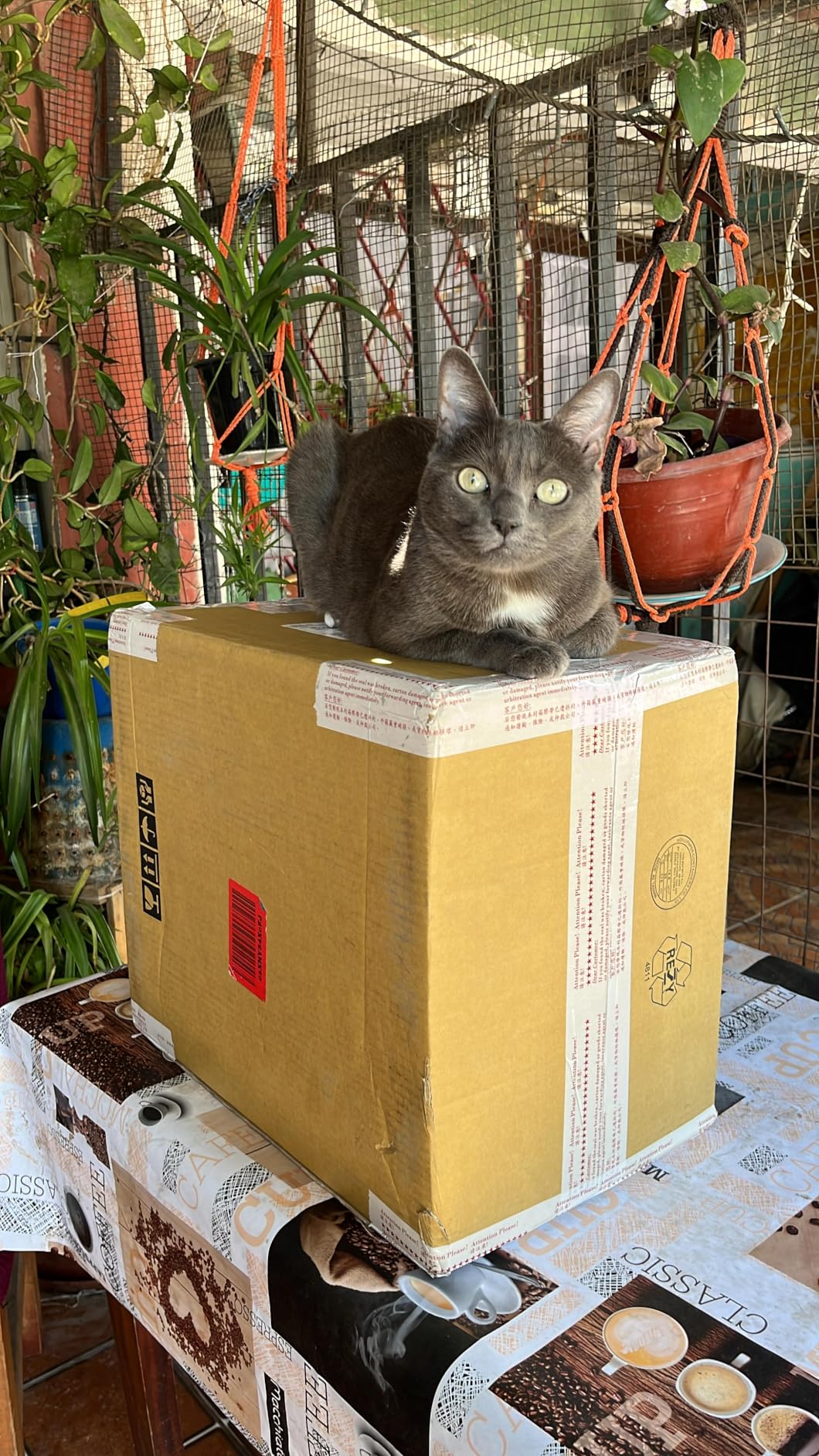 QNAP TS-464-8G-US 4 Bay High-Performance Desktop NAS, Intel Celeron Quad-core, 8GB DDR4 RAM, M.2 PCIe Slots, Dual 2.5GbE customer photo 2