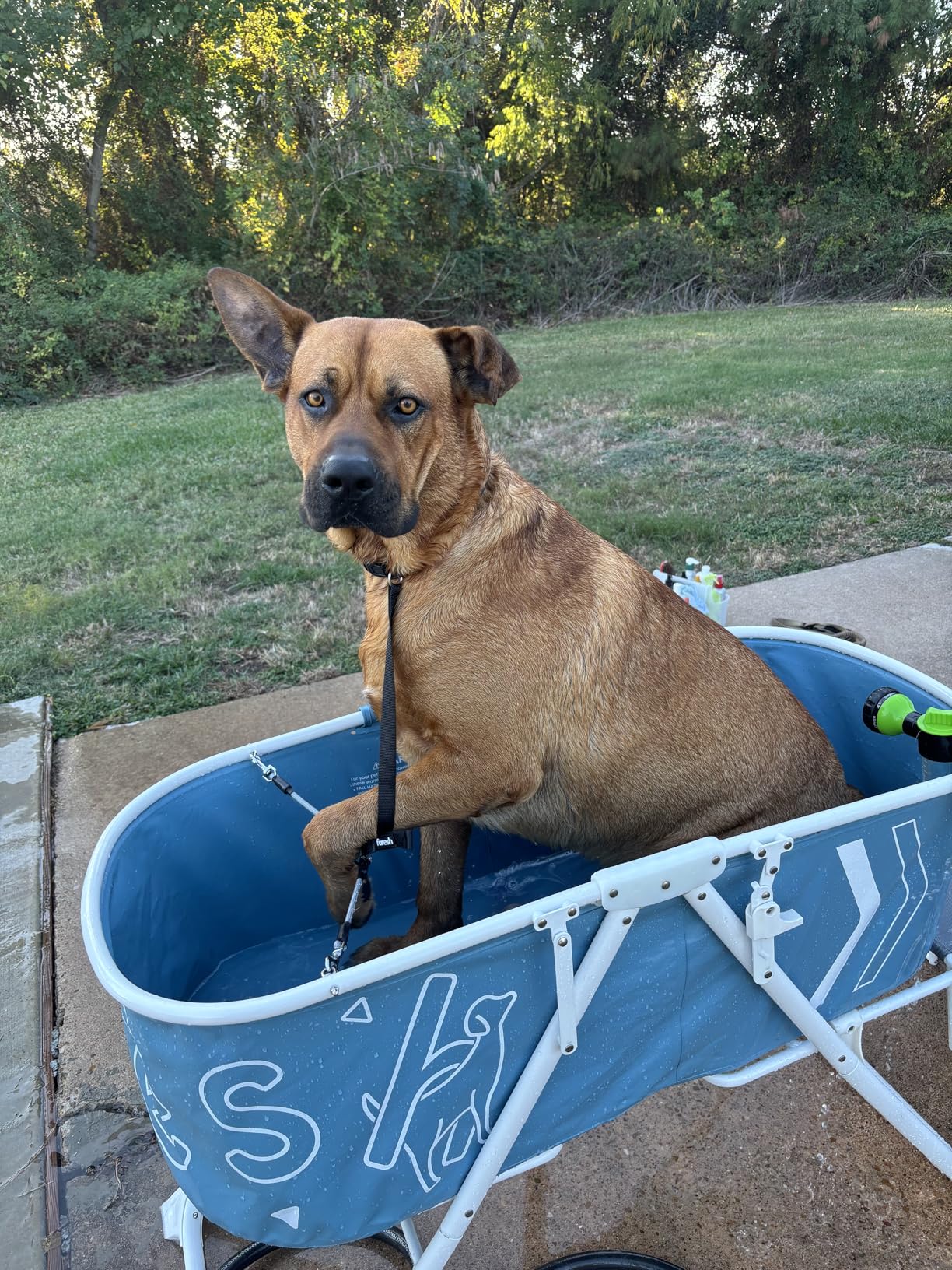Furesh Big Dipper Dog Bath Tub with Stairs, Elevated Portable Foldable Wash Station with Steps for Bathing, Shower and Grooming, Indoor, Outdoor, for Medium to Large Size Dogs customer photo 2