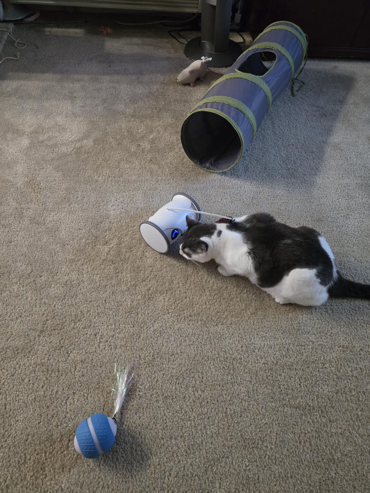 Owl Robot, Pet Camera Treat Dispenser Interactive Toy for Dogs Cats with Remote Phone App Control customer photo 1