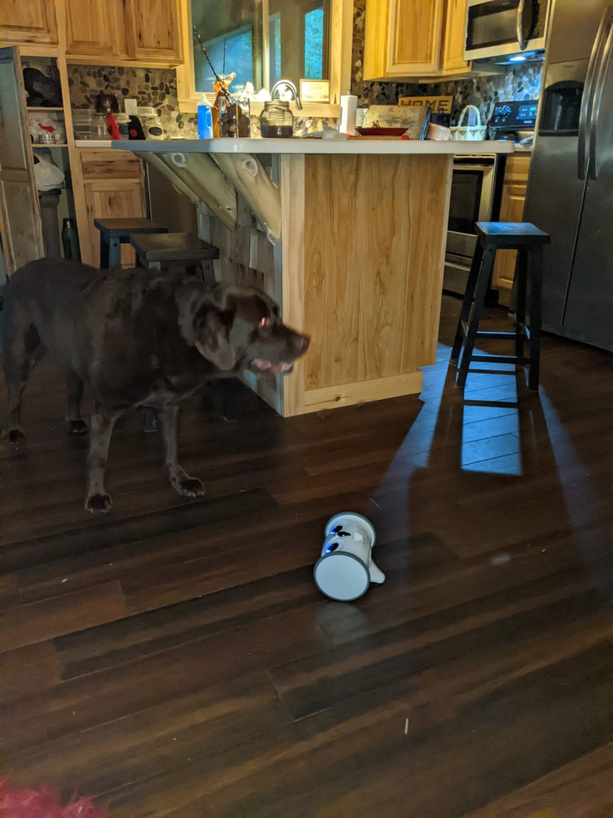 Owl Robot, Pet Camera Treat Dispenser Interactive Toy for Dogs Cats with Remote Phone App Control customer photo 2