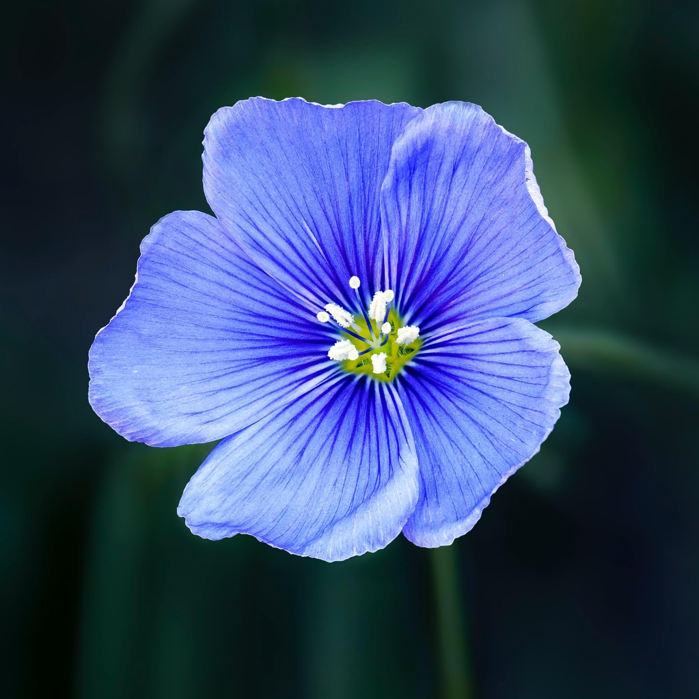 OM System Olympus M.Zuiko Digital ED 90mm F3.5 Macro IS PRO customer photo 1