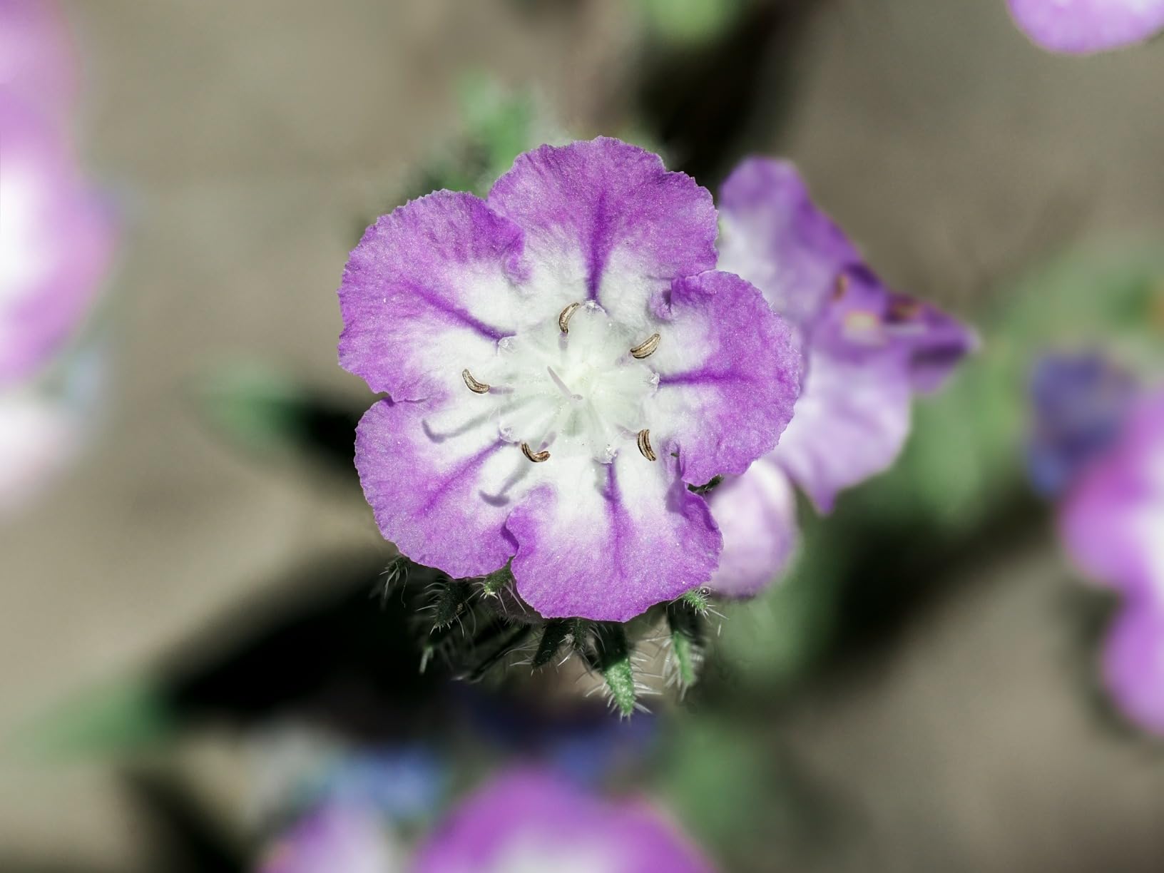 OM System Olympus M.Zuiko Digital ED 90mm F3.5 Macro IS PRO customer photo 2