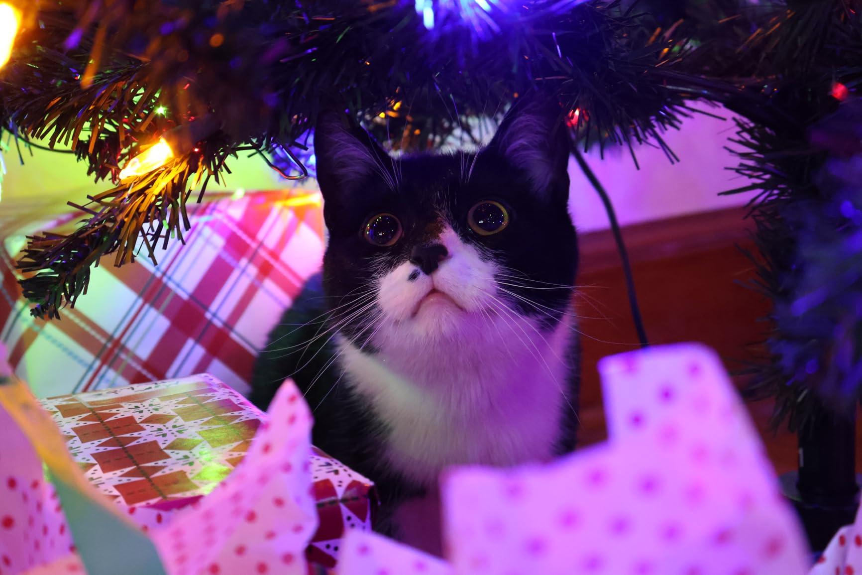 Canon EOS R50 Mirrorless Camera RF-S18-45mm Lens Kit (White), 24.2MP APS-C customer photo 1