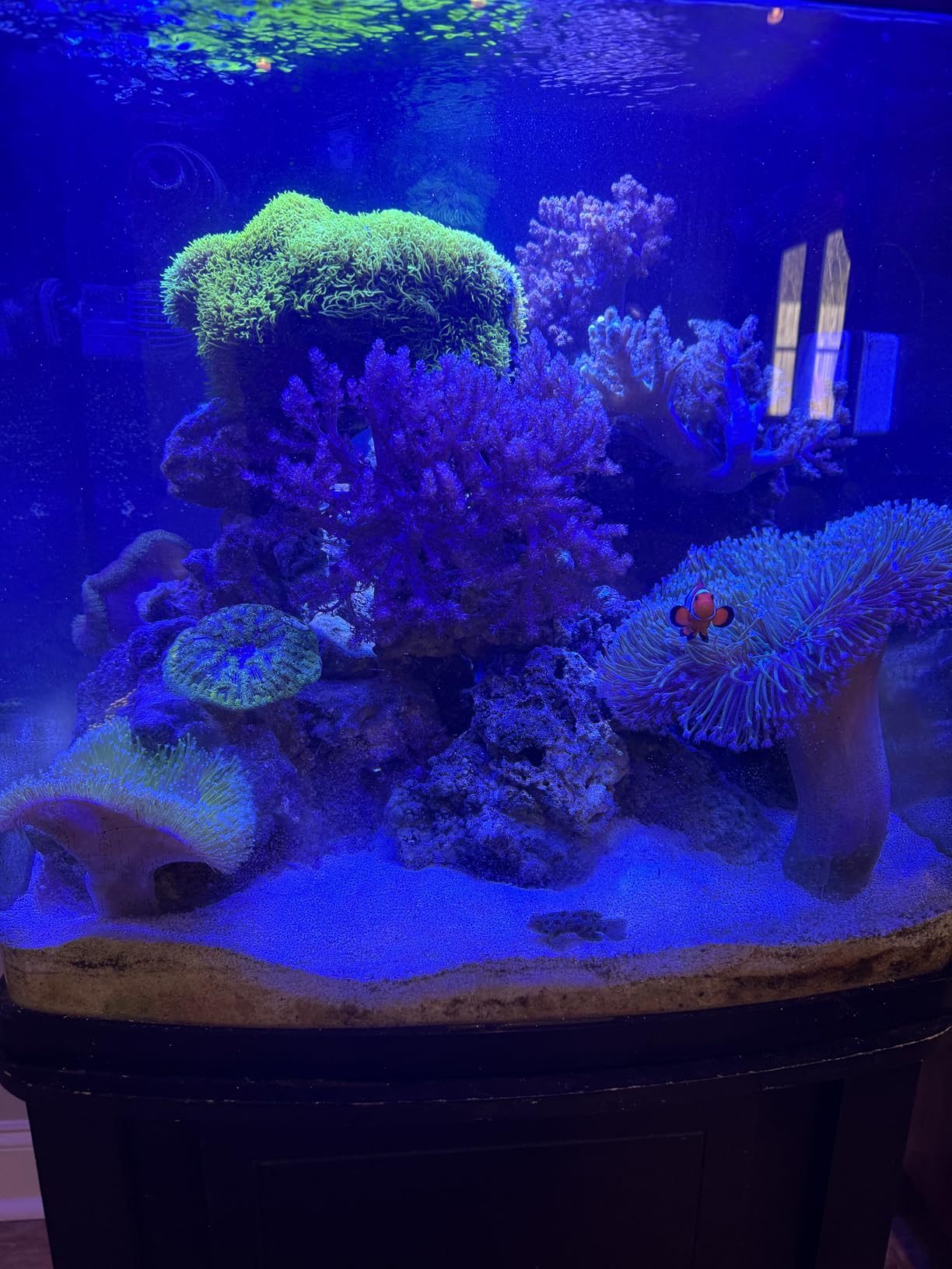 Duetto 2 Dual-Sensor Complete Aquarium Auto Top Off ATO System customer photo 1