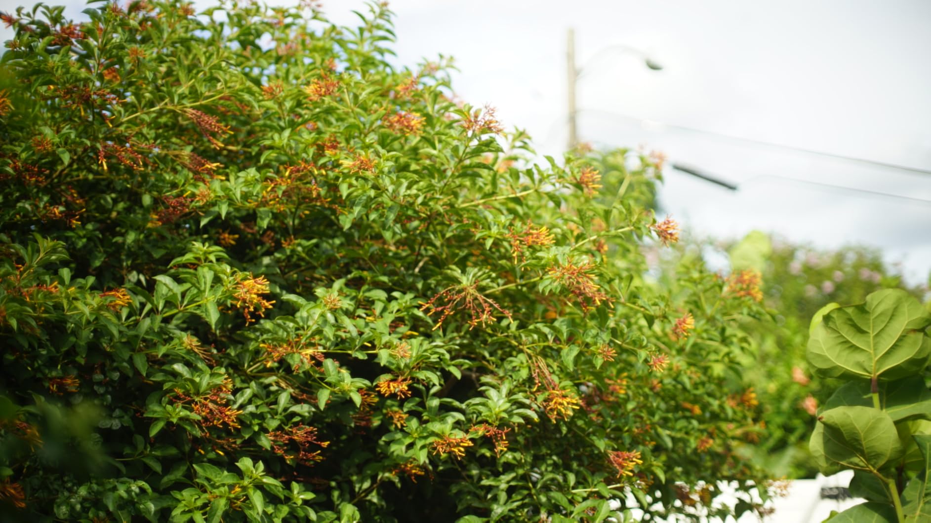 PHOLSY Lens Mount Adapter for Nikkor G/F/AI/AIS/D/AF-S Lens Compatible with Nikon F (G-Type) Lens to E (NEX) Mount Camera Compatible with Sony Camera Body, Lens Adapter with Aperture Control Ring customer photo 1