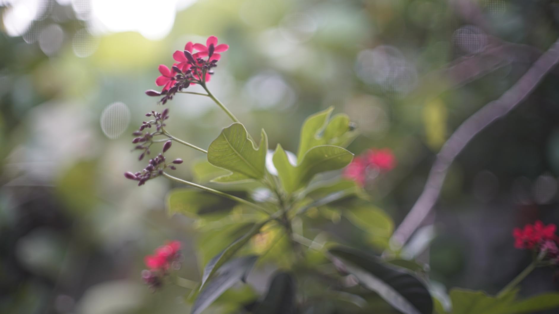 PHOLSY Lens Mount Adapter for Nikkor G/F/AI/AIS/D/AF-S Lens Compatible with Nikon F (G-Type) Lens to E (NEX) Mount Camera Compatible with Sony Camera Body, Lens Adapter with Aperture Control Ring customer photo 2