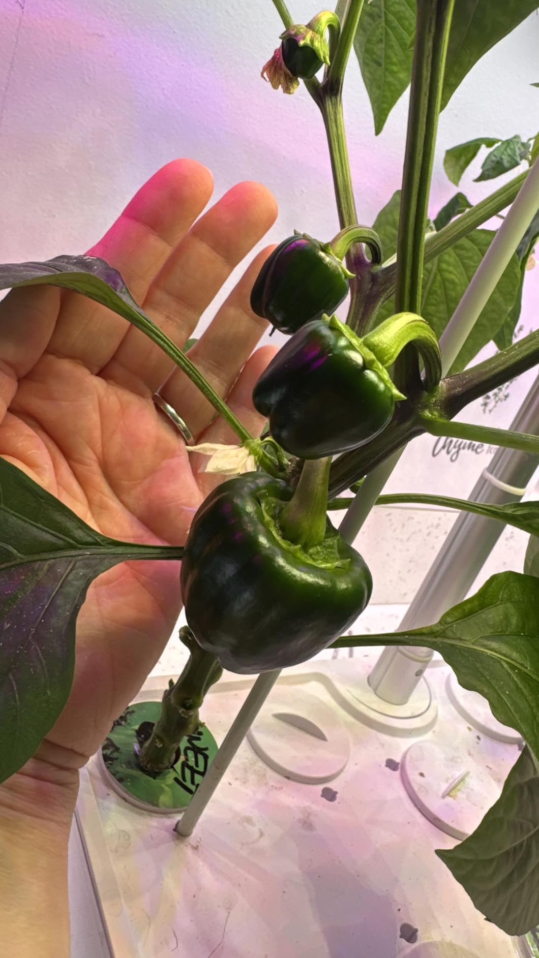 Ahopegarden Indoor Garden Hydroponics Growing System: 12 Pods Plant Germination Kit Garden Kit Growth Lamp Countertop with LED Grow Light Hydrophonic Planter Grower Harvest Vegetable Lettuce customer photo 2