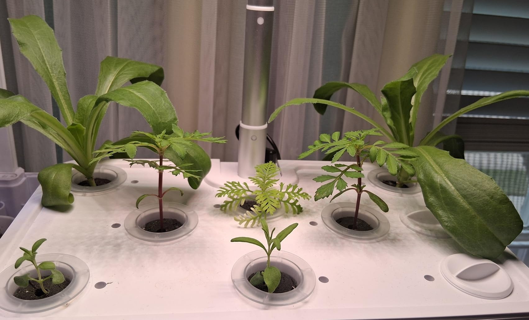 Hydroponics Growing System Indoor Garden: 8 Pods Herb Garden Kit Indoor with LED Grow Light Quiet Smart Water Pump Automatic Timer customer photo 2