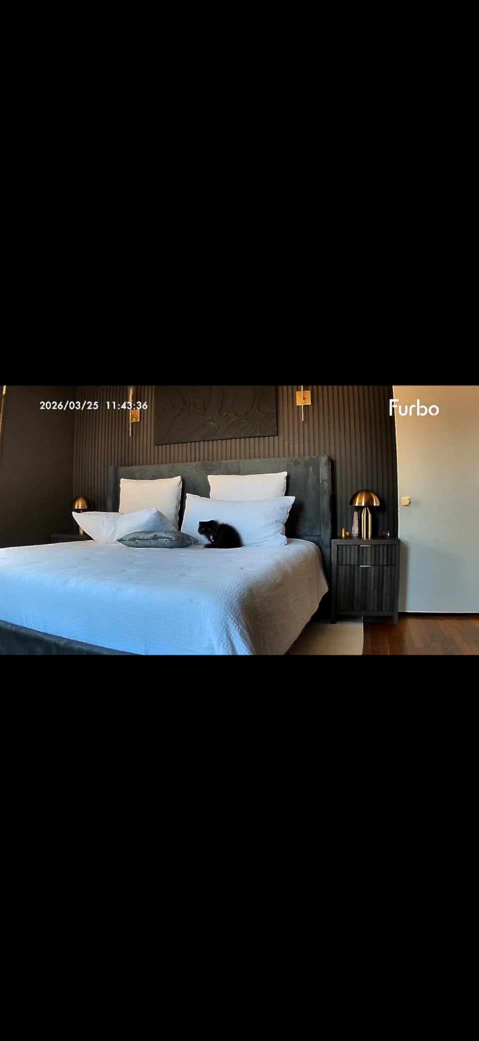Furbo 360° Cat Camera: Pet Security Cam w/Meowing Alerts, Rotating View, Treat Toss w/Phone App, Smart Home Kitty Monitoring, 2-Way Speaker, No Subscription Needed. Standard See, Talk, & Toss Features customer photo 1