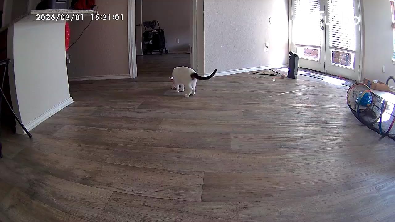 Furbo Mini Pet Camera: Security Cam w/Barking/Meowing Alerts, Cat or Dog Tracking w/Phone App, Smart Home Indoor Monitoring, 2-Way Speaker. No Subscription Needed. Standard See, Talk & Toss Features customer photo 1