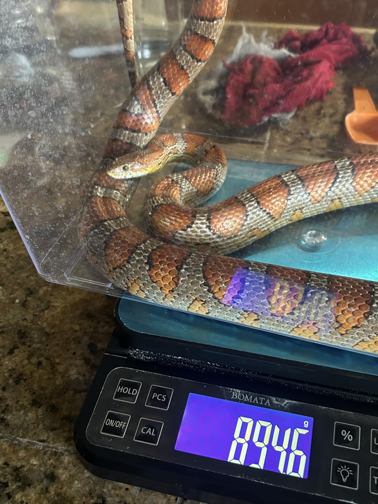 BOMATA Large Kitchen Scale with 0.1g/0.001oz High Precision, 5kg/11lb Bakery Scale with Percentage Function, USB Rechargeable, Full-View Angle LCD with Backlight, Stainless Steel Pan customer photo 1