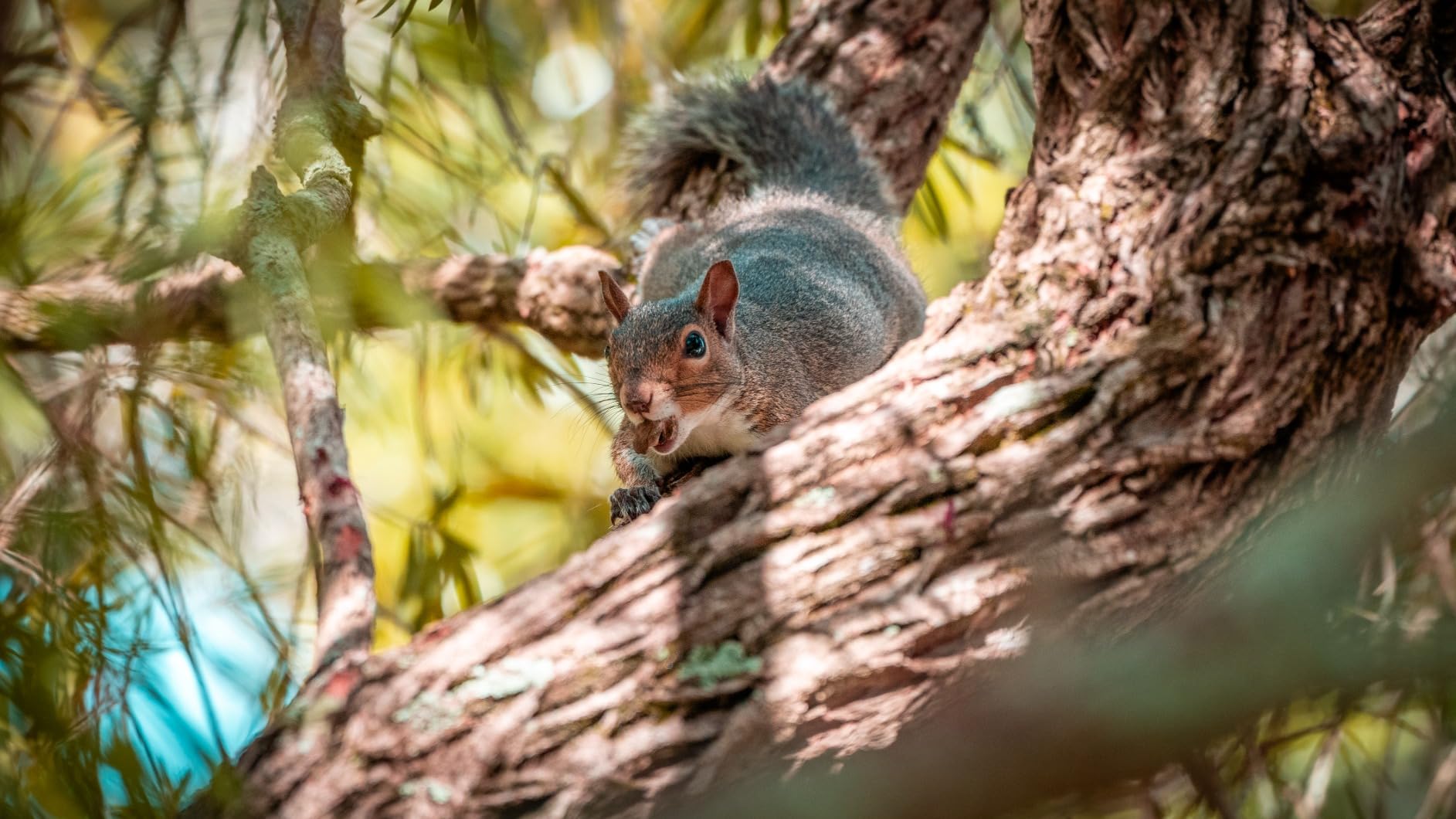 Sony FE 70-200mm f/4 Macro G OSS II Lens - E Mount customer photo 2