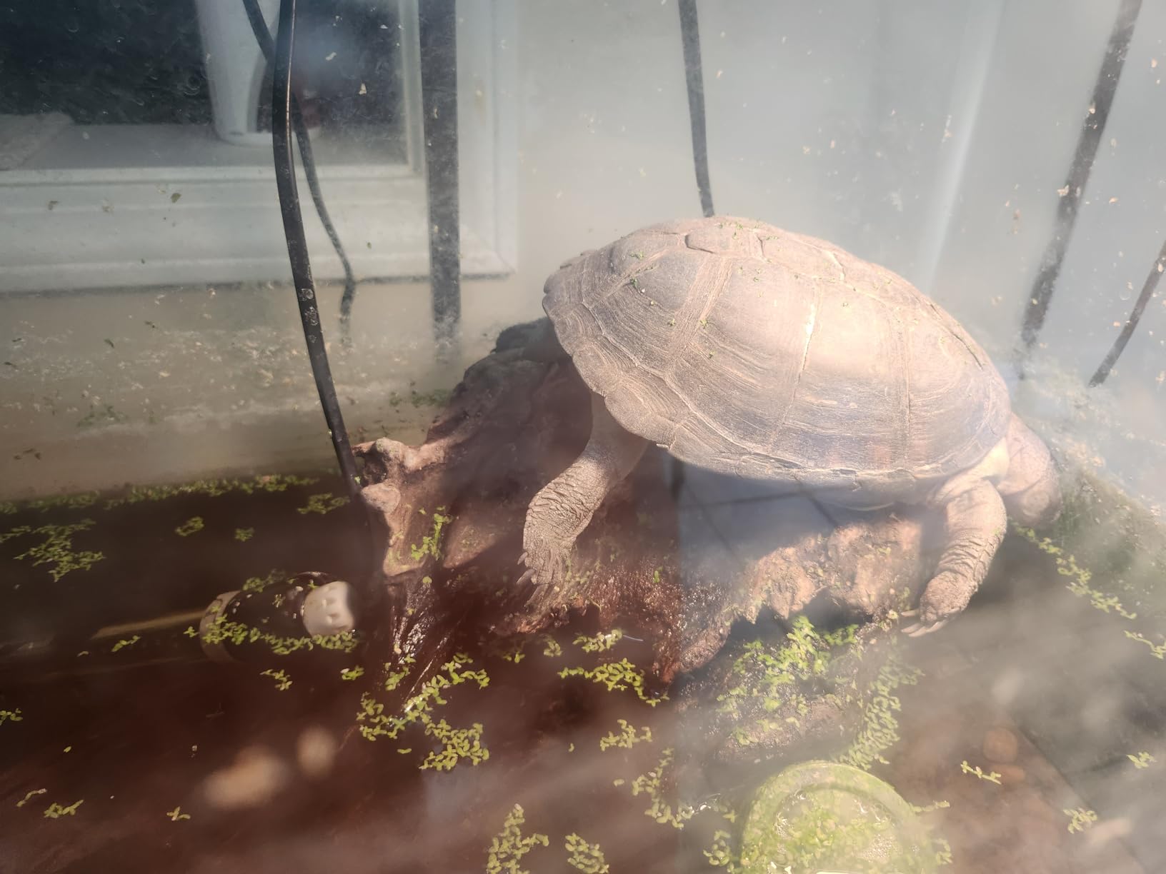 UVB Reptile Light Bulb 10.0, 23W UV Spiral Compact Florescent Terrarium Lamp Ideal for Desert Reptiles Bearded Dragons Lizard Tortoise Iguanas Chameleons Snake - 2 Pack customer photo 1