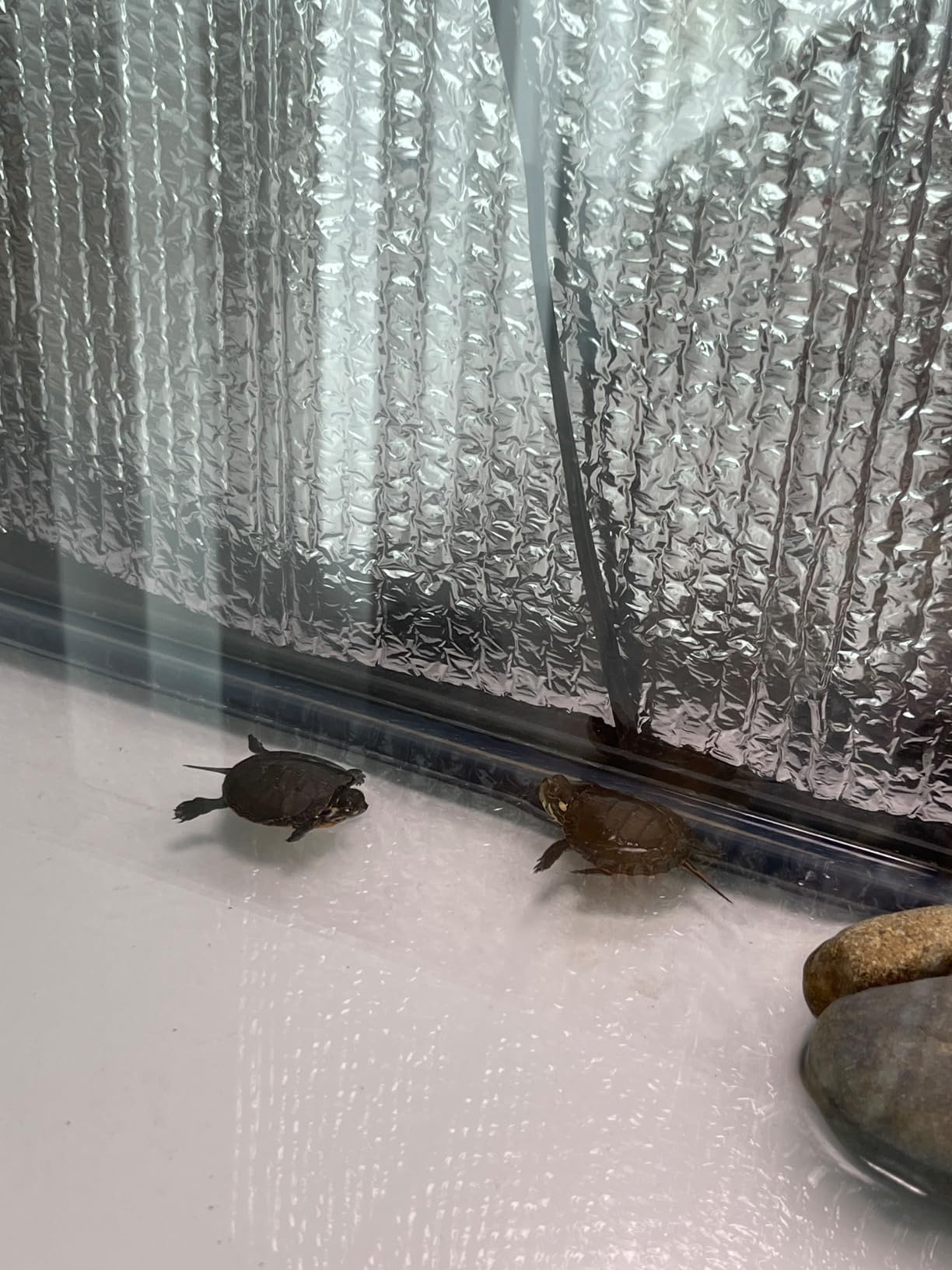 UVB Reptile Light Bulb 10.0, 23W UV Spiral Compact Florescent Terrarium Lamp Ideal for Desert Reptiles Bearded Dragons Lizard Tortoise Iguanas Chameleons Snake - 2 Pack customer photo 2