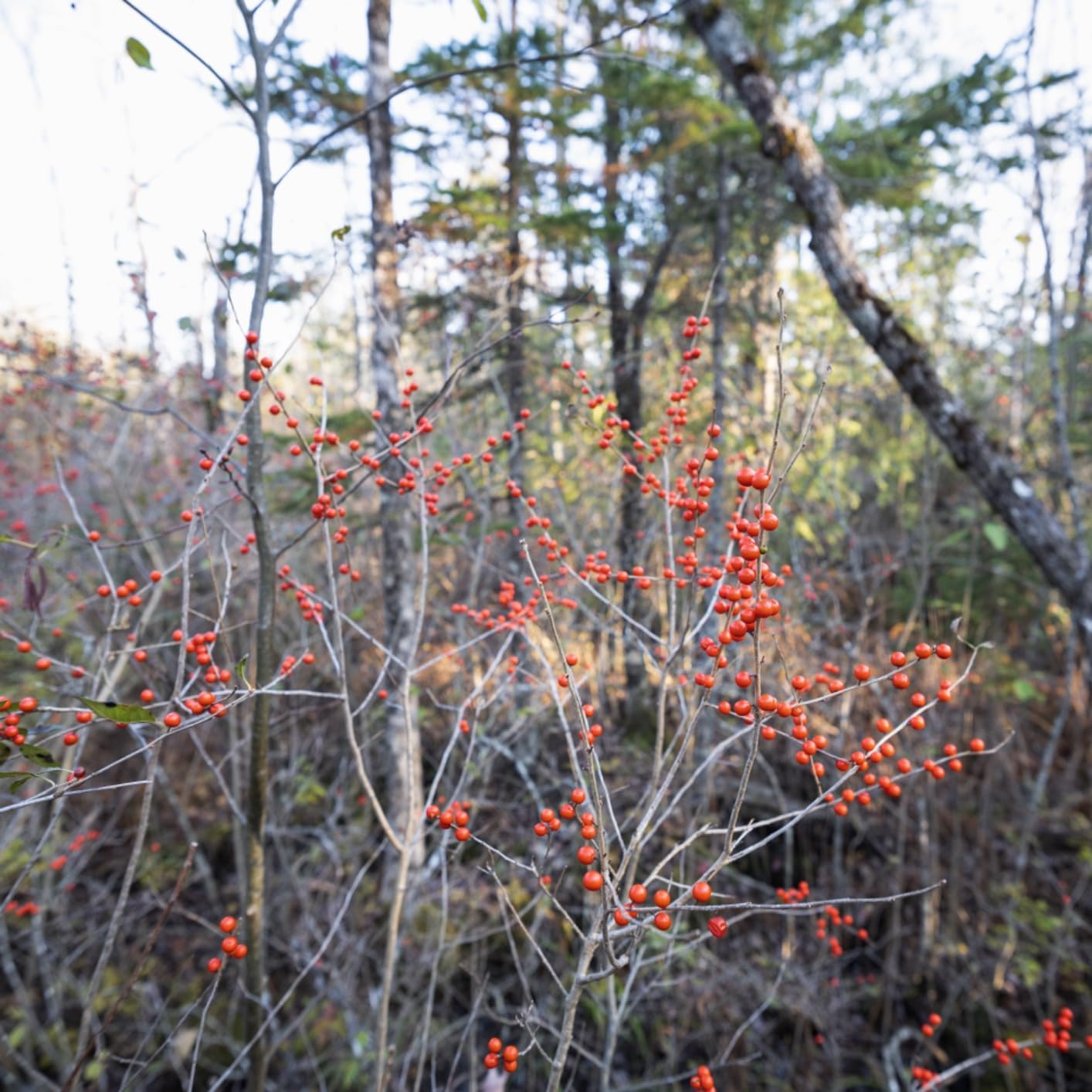 SIRUI Night Walker 35mm S35 Manual Focus Cine Lens, T1.2 Large Aperture RF Mount Lens for RED Komodo, R7, R10, C70, R50 customer photo 1