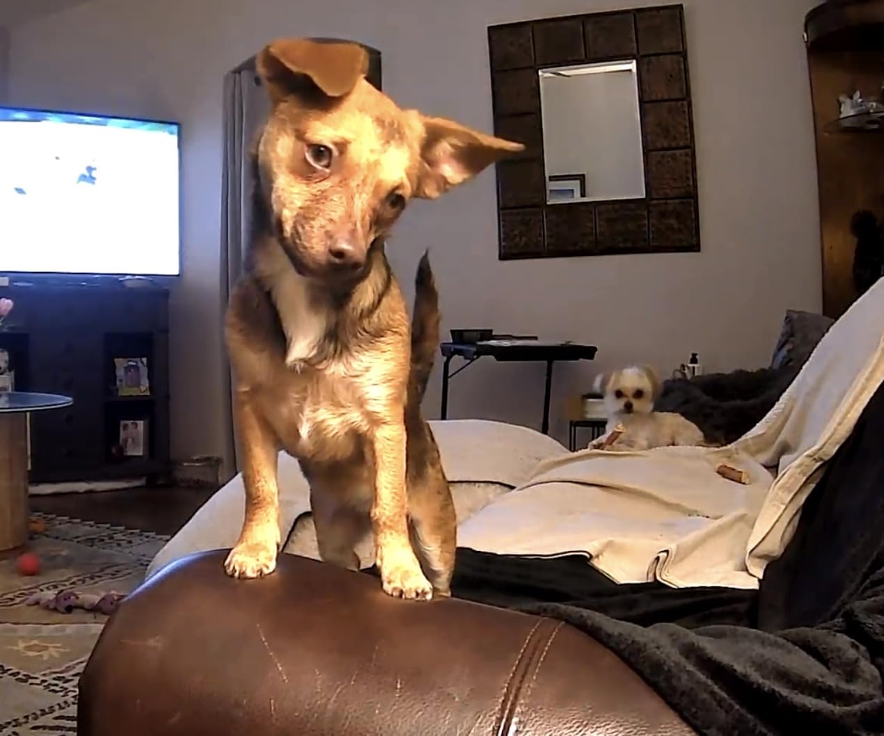 2K Pet Camera Treat Dispenser, 360°View Dog Camera with Phone App, 5G&2.4G WiFi 2-Way Talk Pet Cam Indoor for Cats Remote Treat Tossing, Motion Alerts, Auto Tracking customer photo 1