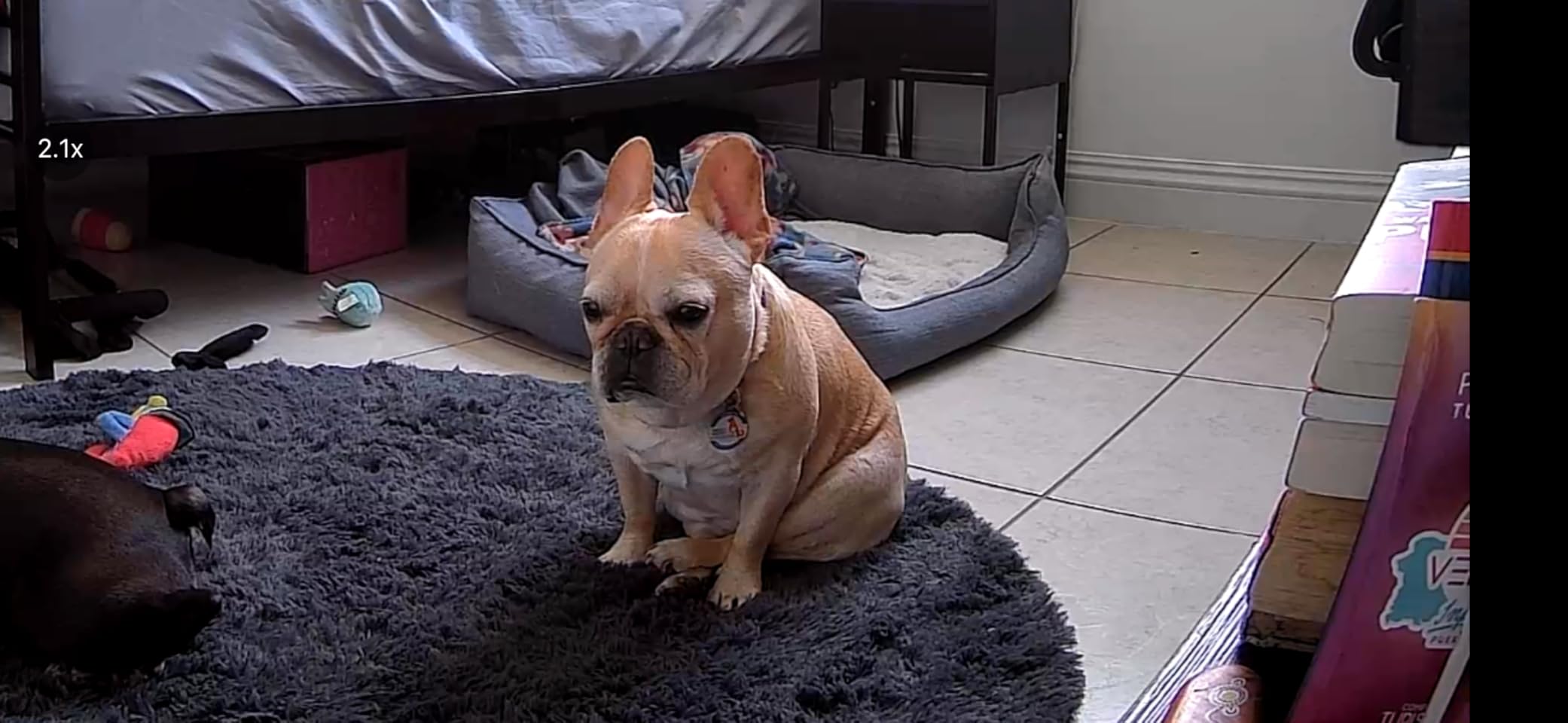 2K Pet Camera Treat Dispenser, 360°View Dog Camera with Phone App, 5G&2.4G WiFi 2-Way Talk Pet Cam Indoor for Cats Remote Treat Tossing, Motion Alerts, Auto Tracking customer photo 2