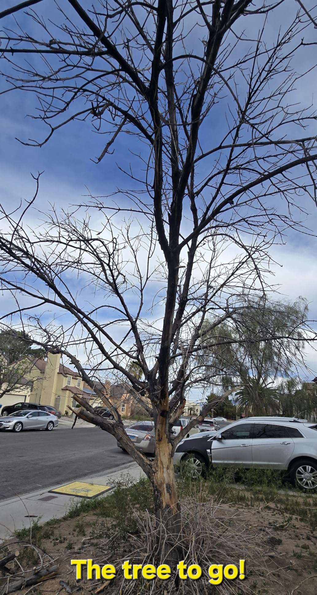 Mini Chainsaw Cordless,6 Inch Portable Electric Chainsaw with Automatic Oiler/Security Lock/Battery Powered Small Handheld Saw customer photo 2