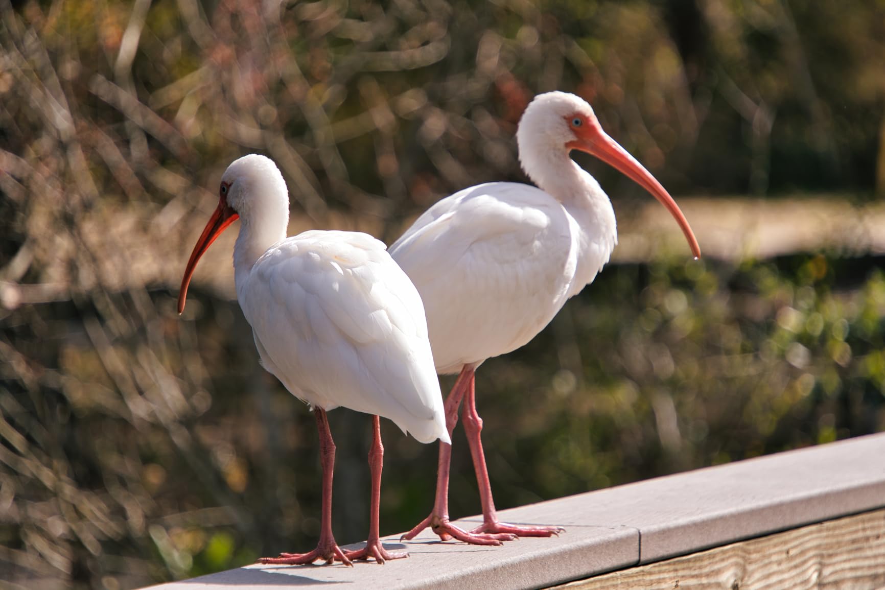 Freewell M2 Magnetic Quick Swap 5-Pack 82mm ND8, ND64, ND1000, CPL & UV Filters customer photo 1