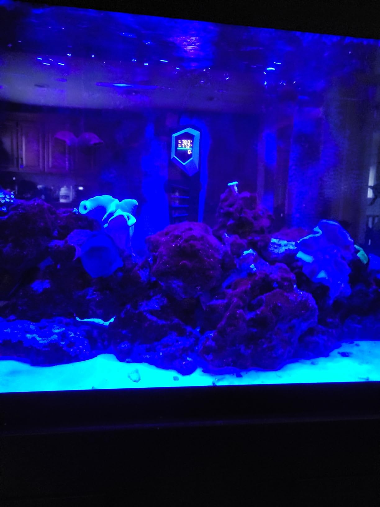 HITOP 800W Titanium Aquarium Heater: Digital Fish Tank Heater with External Controller customer photo 1