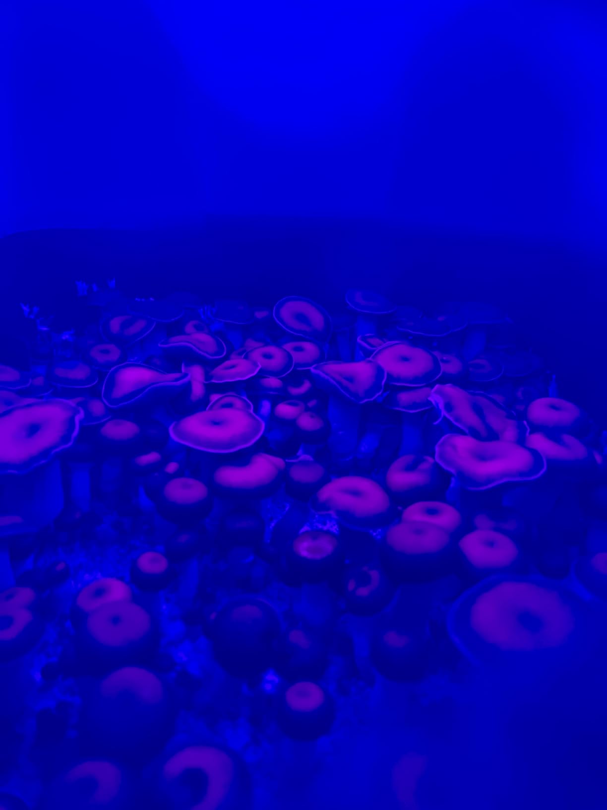 Mushroom Monotub Grow Kit | Complete Mushroom Grow Kit | for Dung-Loving Mushrooms | Includes sterilized Grain Spawn Bag, Bulk Substrate, Vermiculite, Filters & More! Just add Spores customer photo 1