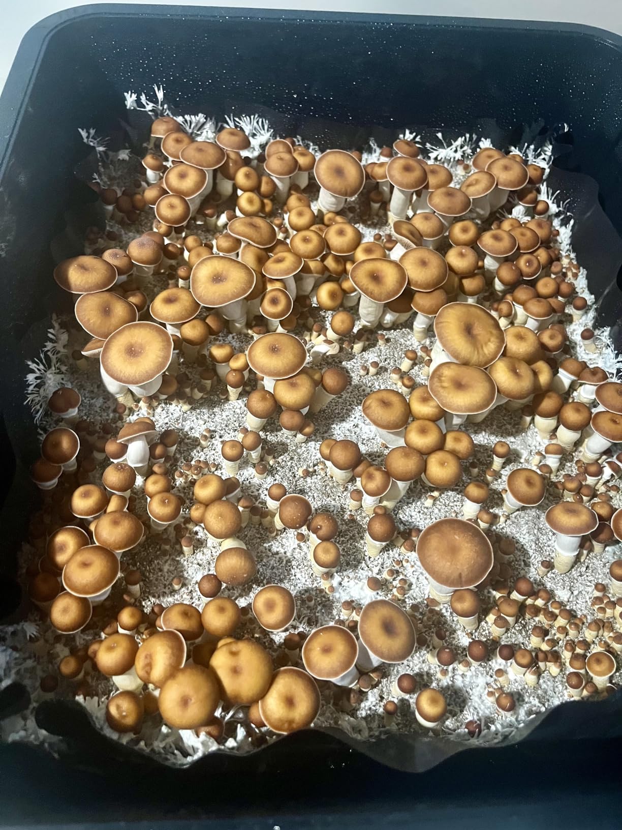 Mushroom Monotub Grow Kit | Complete Mushroom Grow Kit | for Dung-Loving Mushrooms | Includes sterilized Grain Spawn Bag, Bulk Substrate, Vermiculite, Filters & More! Just add Spores customer photo 2