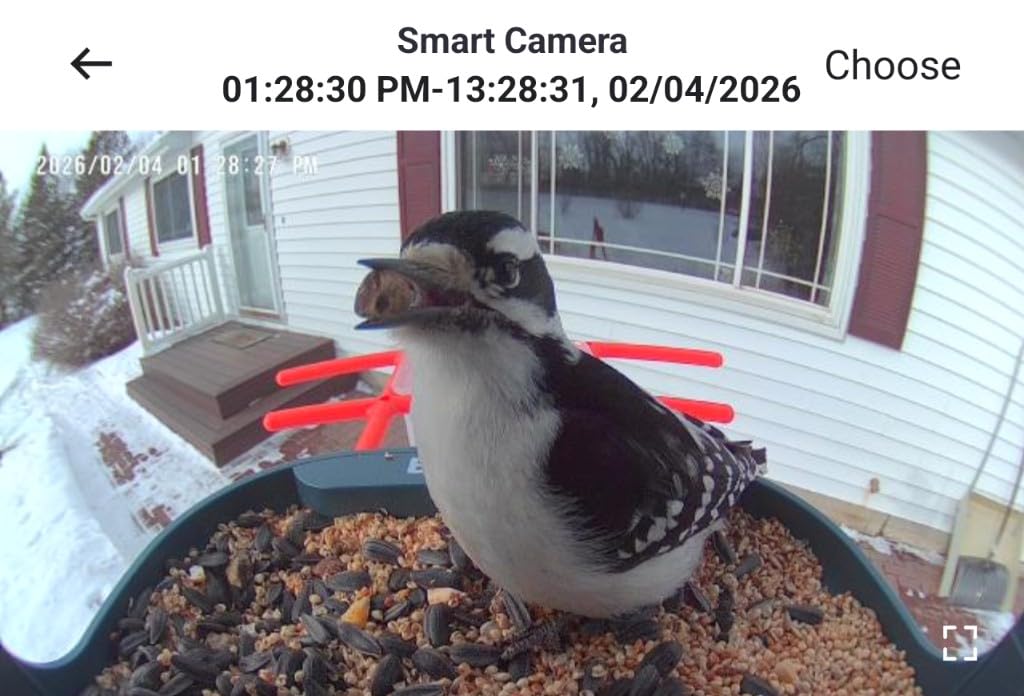 birdsnap® PAV-Bird Feeder with Camera,2K HD with 64GB Card, AI Identify Smart Bird House Cam Solar Panel,Live Stream,Motion Detection,Auto Record Video for Backyard Outdoors,Ideal Gift for Bird Lover customer photo 1