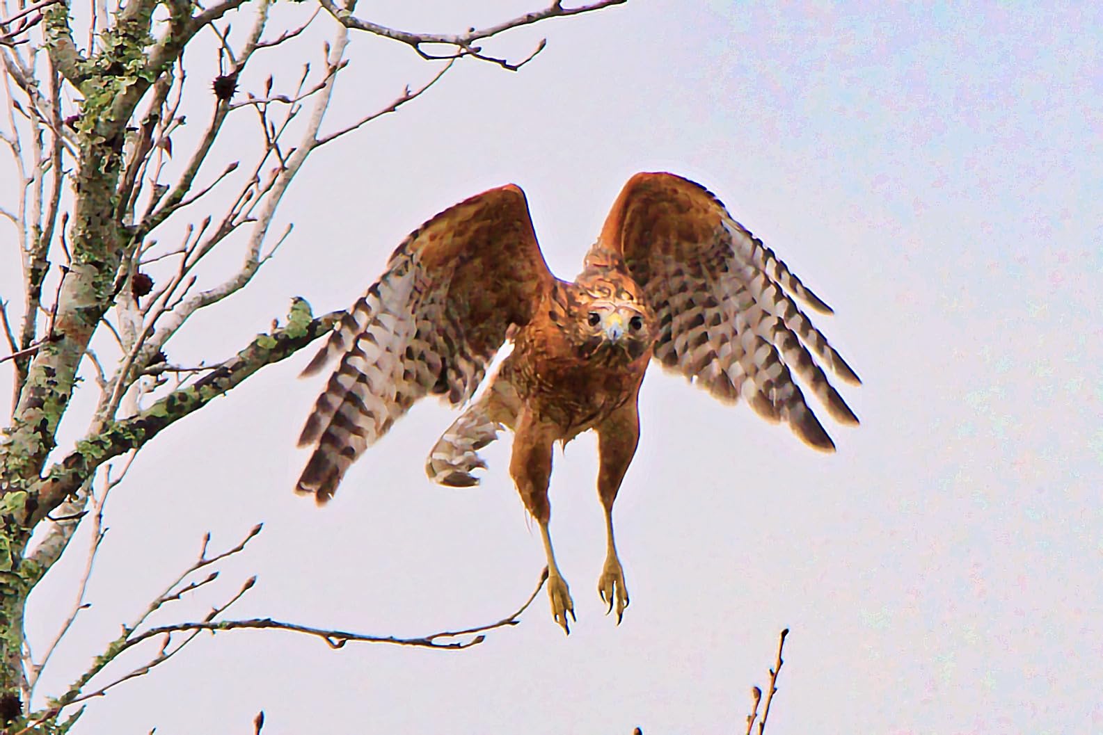 BENFEI CFexpress Type B Card Reader with USB 3.2 (Gen 2) 10Gbps, USB-C&USB-A 2-in-1 Type B CFexpress Adapter, Compatible with Windows/Mac/Linux/Android(Not for XQD Card) customer photo 2