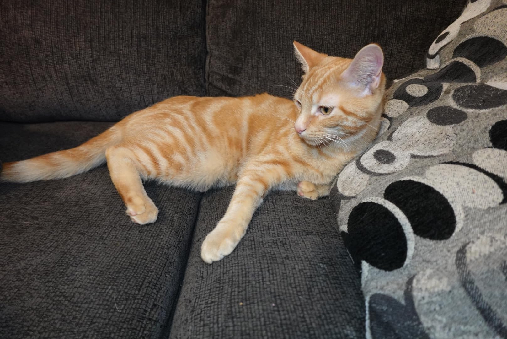 Sony ZV-1F Content Creator's Ultimate Kit: 128GB Extreme Memory, Mic, Video Light, Editing Software U-Grip, and Tripod Bundle (21pc) customer photo 1