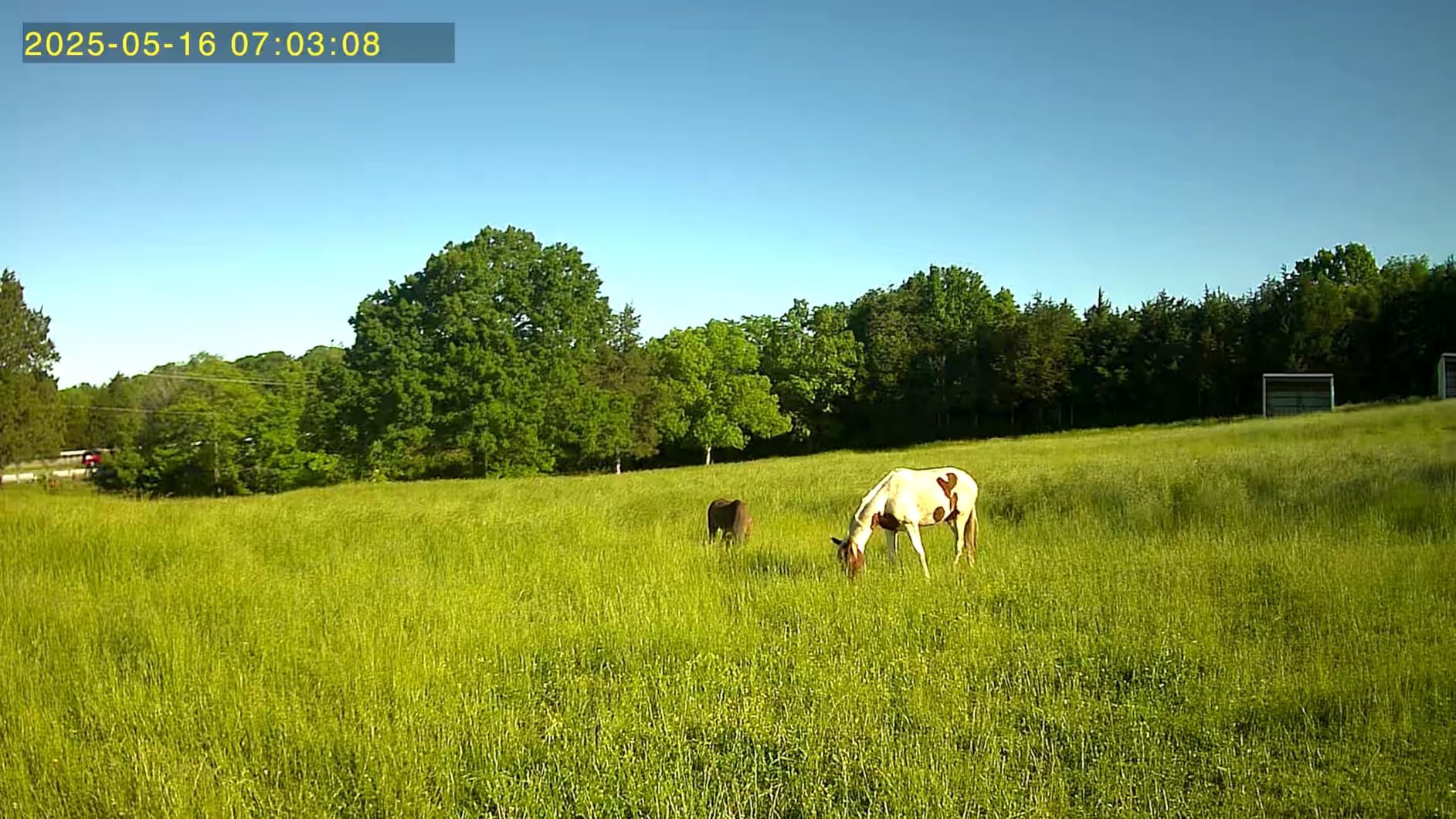 SEHMUA 4G LTE Cellular Trail Cameras 3rd Gen with Live Streaming, Game Camera Built-in SIM Card with Motion Activated 0.2s Trigger Time Solar Trail Camera IP66 Waterproof customer photo 1