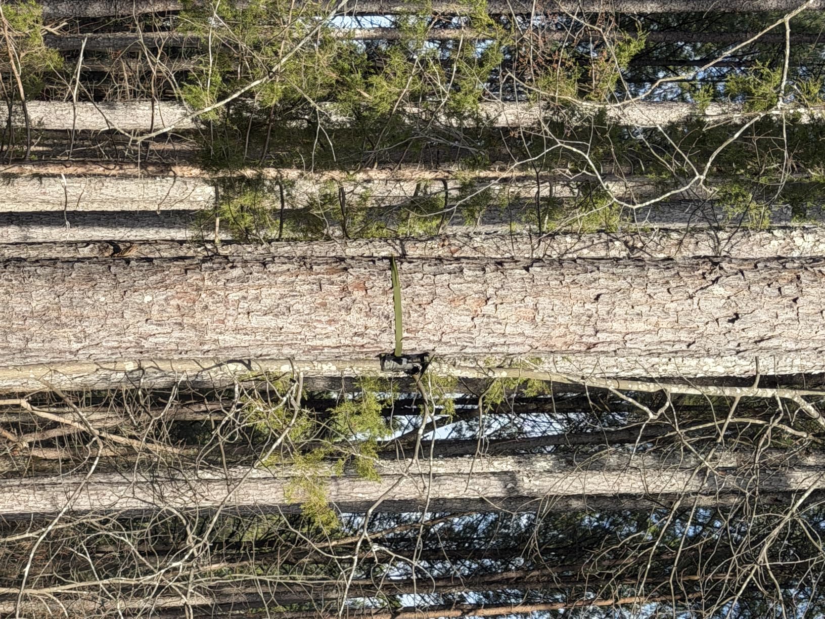 SEHMUA 4G LTE Cellular Trail Cameras 3rd Gen with Live Streaming, Game Camera Built-in SIM Card with Motion Activated 0.2s Trigger Time Solar Trail Camera IP66 Waterproof customer photo 2