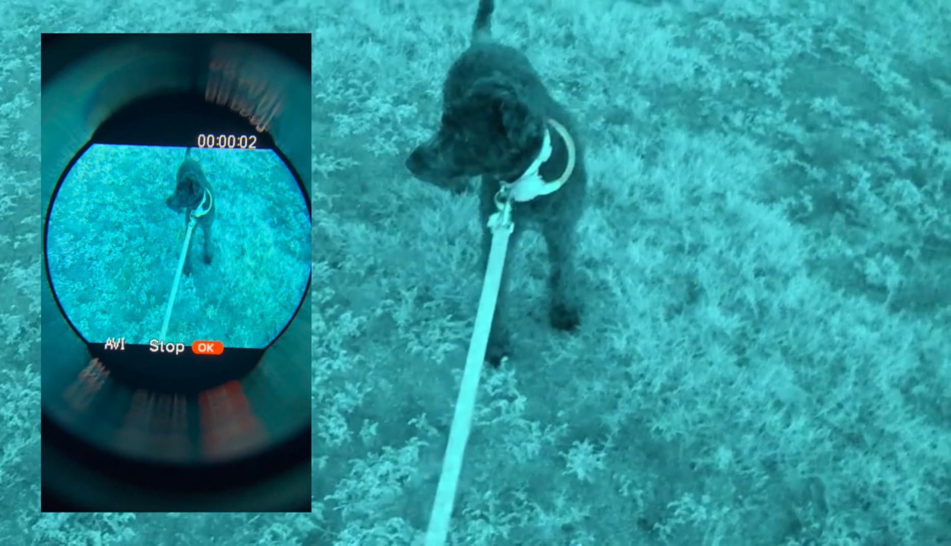 Night Vision Monocular - Nightfox Prowl Night Vision Goggles, Head or Helmet Mounted, 1x Magnification NVG, 1080p Video Recording, Stealth Infrared 940nm IR, Digital NODs for Airsoft, Night Walking customer photo 1