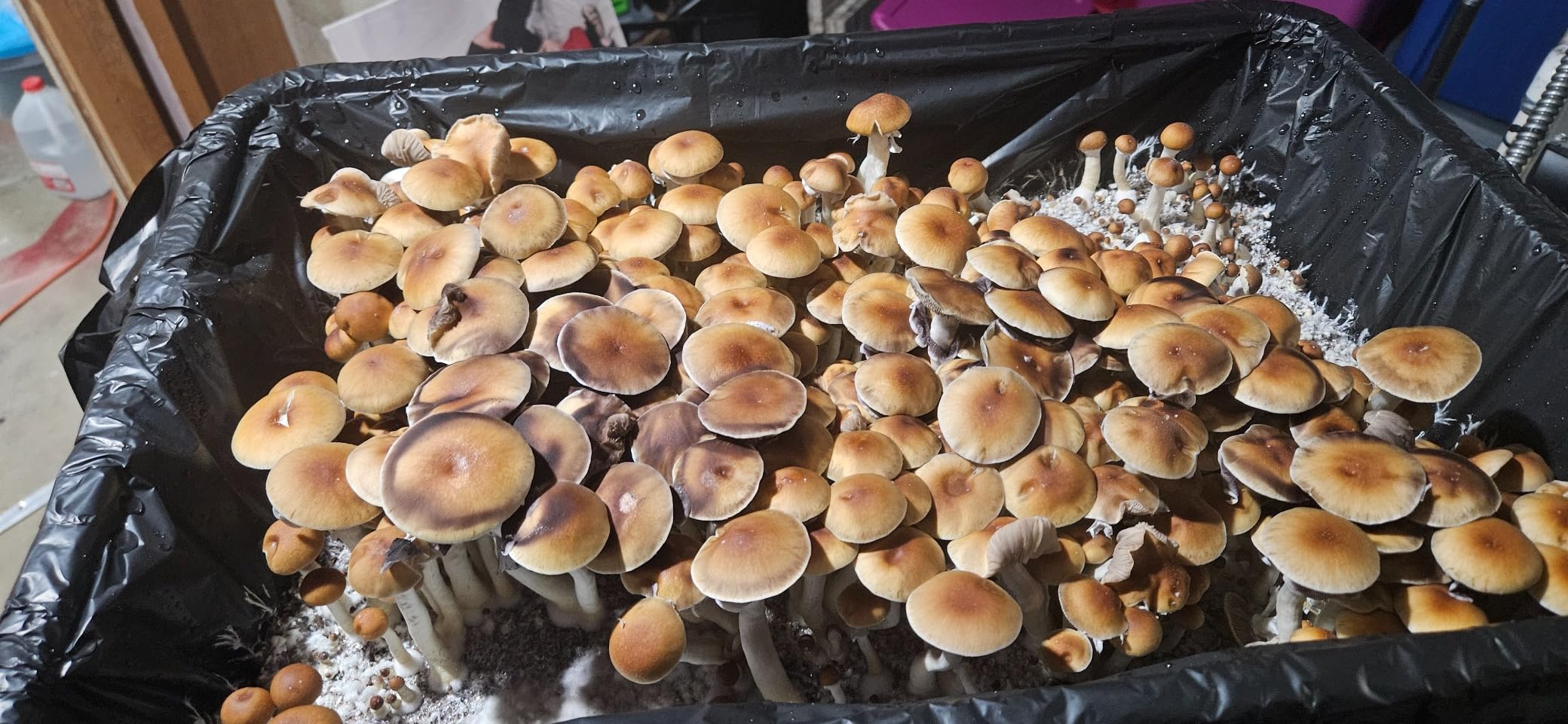 Mushroom Monotub Large 66Q Grow Kit | Complete Mushroom Grow Kit | for Dung-Loving Mushrooms | Includes 2 sterilized Grain Spawn Bags, Bulk Substrate, Vermiculite, Filters & More! Just add Spores customer photo 2
