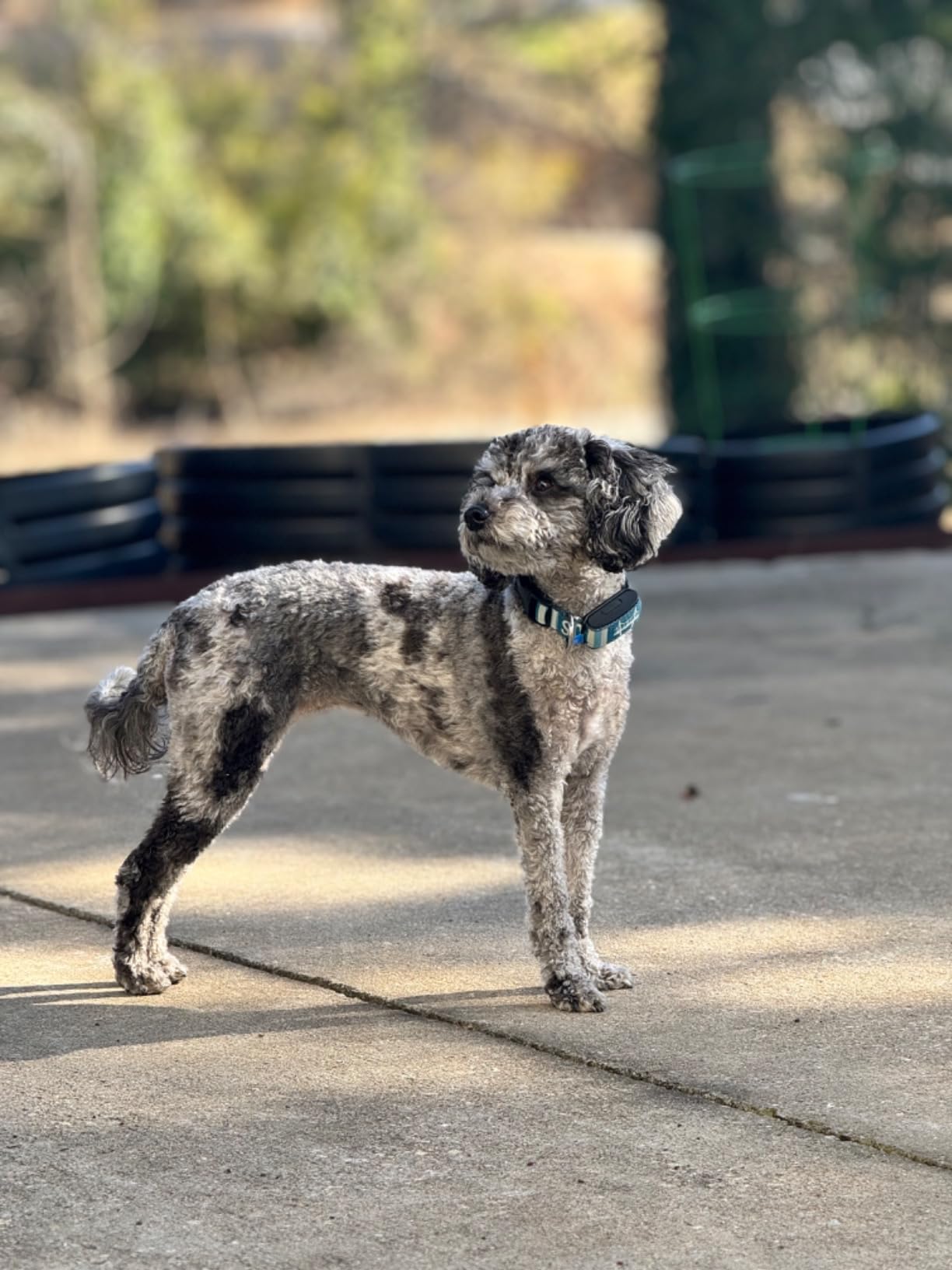 Invoxia Minitailz - Health & GPS Tracker for Dogs #1 - Cardiac and Respiratory Scan - Real-time Location - Activity and Well-Being Analysis - Compact, Lightweight, and Easy to Install customer photo 1