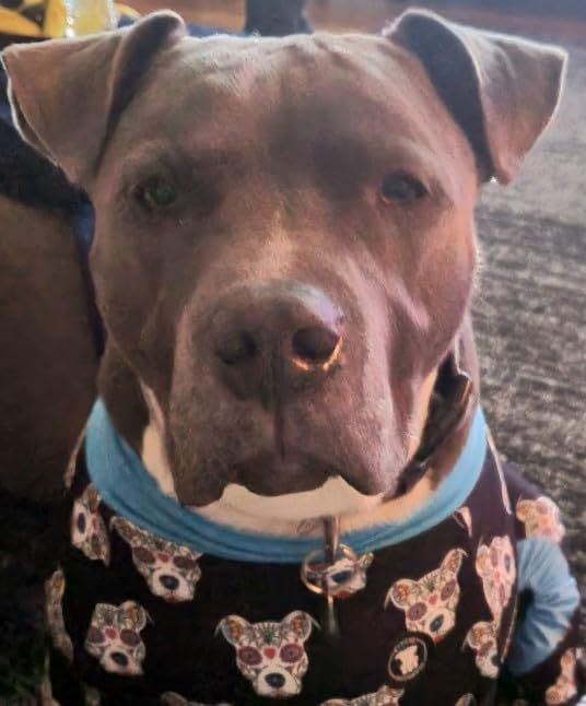 Rinseroo Slip-On Bathtub Faucet Sprayer Attachment. Ultra-Flex Dog Shower Hose Adapter Portable Hose Attachment with Sprayer Pet Showerhead Attach Tub Spout 5 Foot Hose. No Install for Speedy Washing customer photo 1