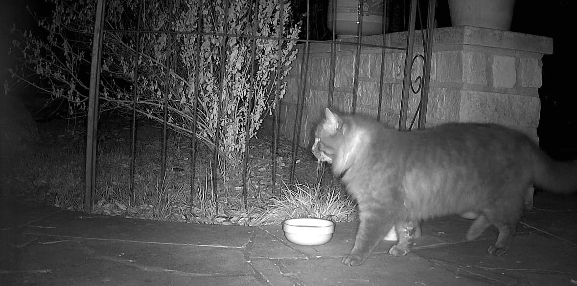 MAXDONE Solar WiFi Trail Camera Bluetooth Game Camera, 4K 64MP Wildlife Cameras 2000mAh Built-in Battery Rechargeable Power Hunting Cameras with Night Vision Trail Cam Bluetooth Wi-Fi Deer Cams customer photo 2